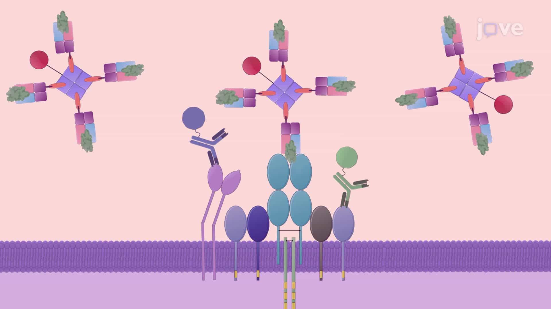 An Assay for Cell Cycle Analysis of Antigen-Specific CD8+ T Cells