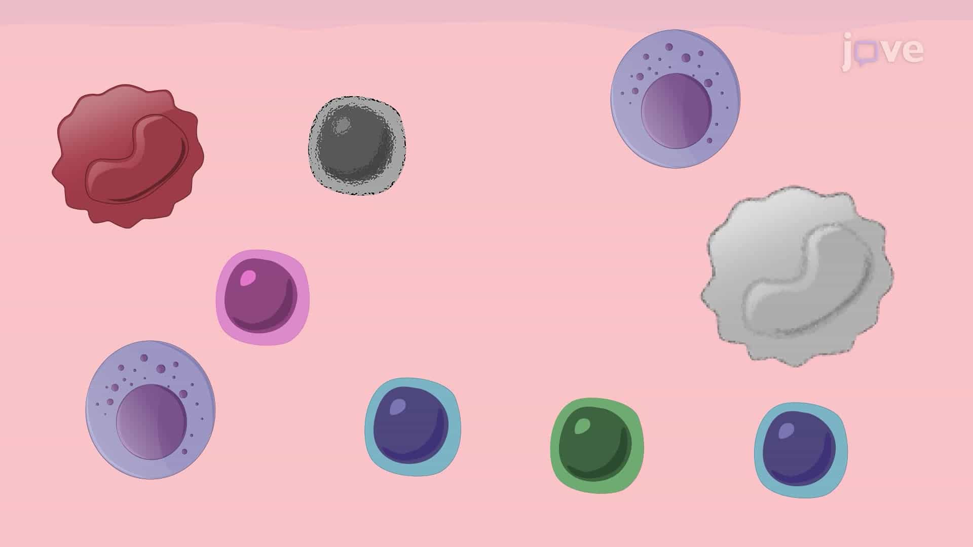 A Flow Cytometry Assay to Identify Immune Cell Subsets in Peripheral Blood Mononuclear Cells