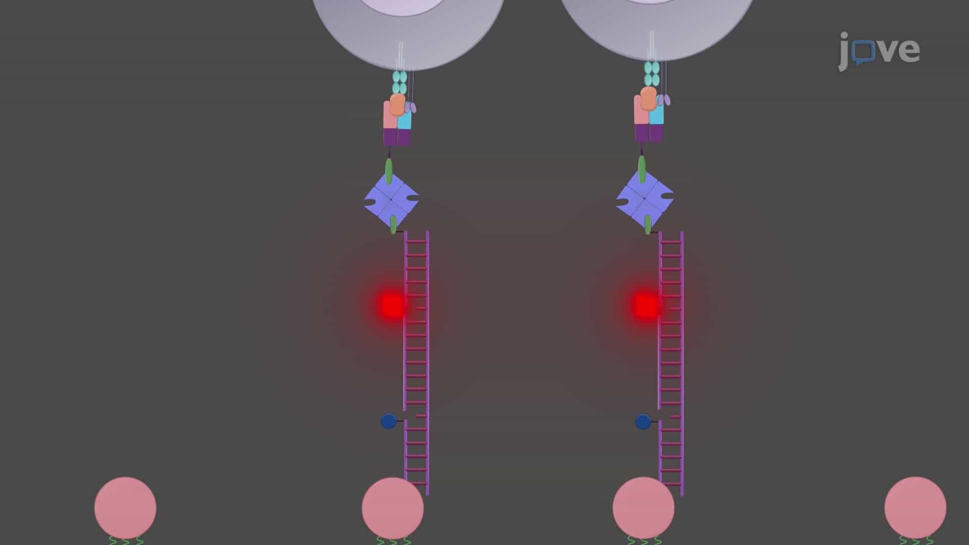 Using DNA-Based Tension Probes to Assess Receptor Forces Applied by Immune Cells