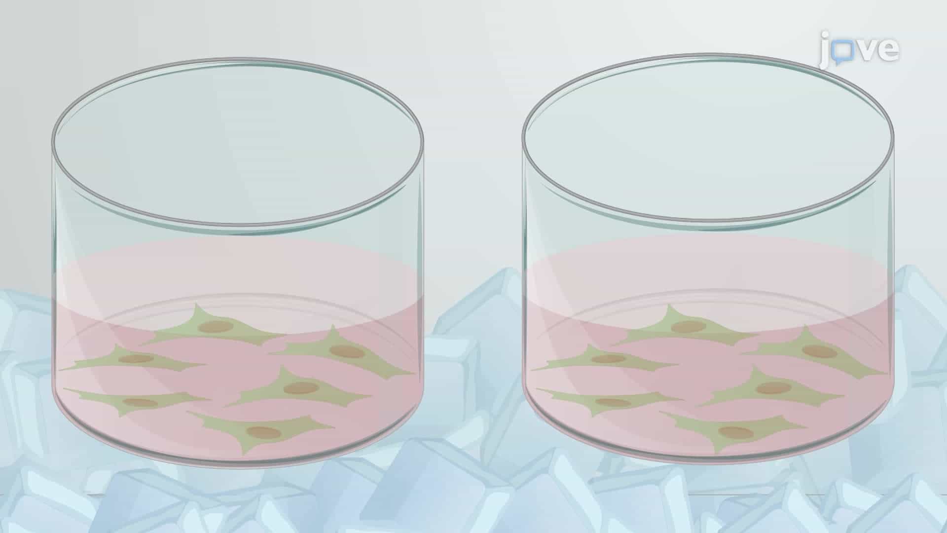 A Viral Attachment Assay for Screening of Antiviral Compounds