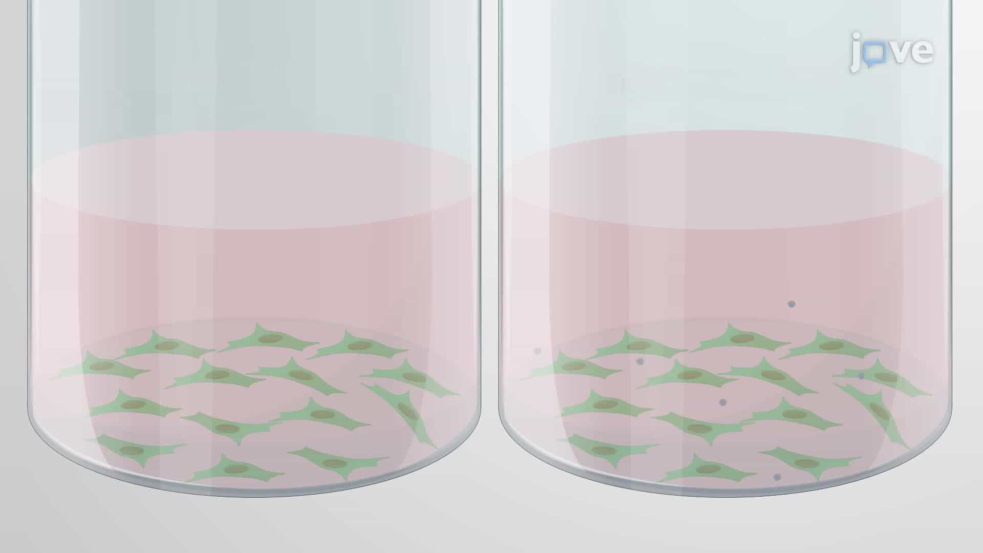 An Assay to Determine Polymicrobial Biofilm Initiation on Virus-Infected Cells