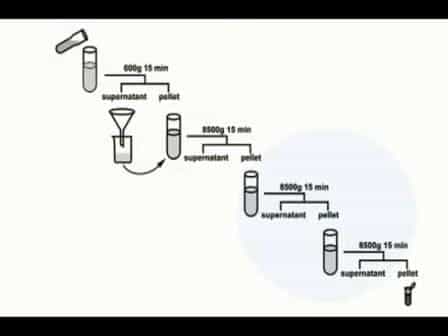 Preparation of Highly Coupled Rat Heart Mitochondria
