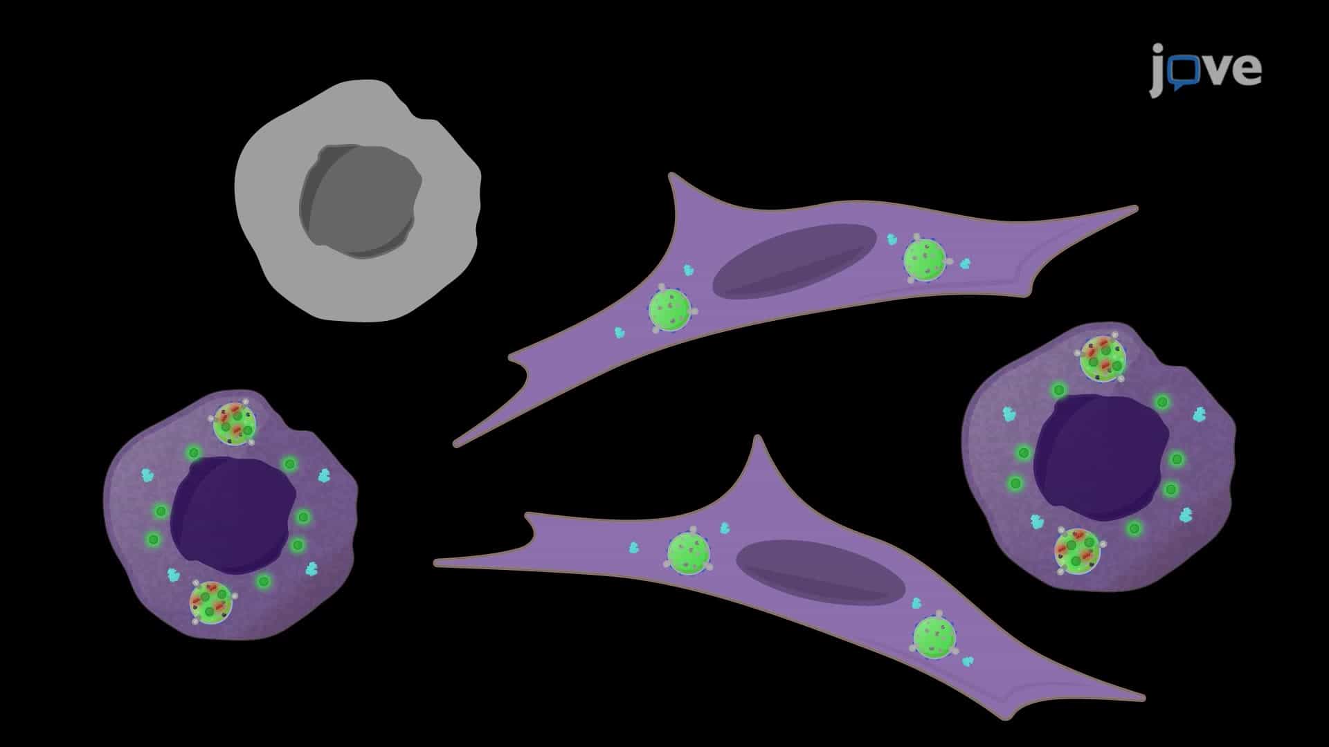 Flow Cytometry-Based Quantification of Therapy-Induced Senescent Cancer Cells