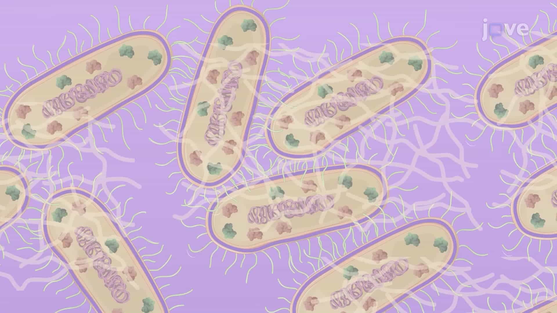 A Solid Phase Adherence Assay to Assess Biofilm Formation