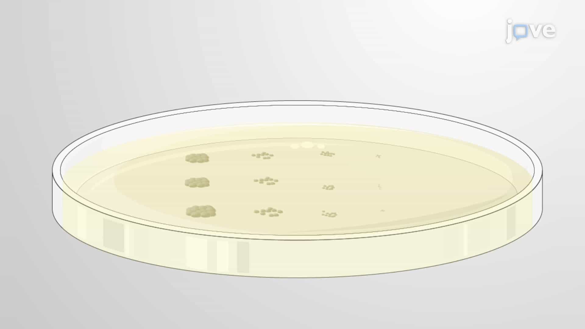 Detection of Biofilm Disassembly Through a Dispersion Assay