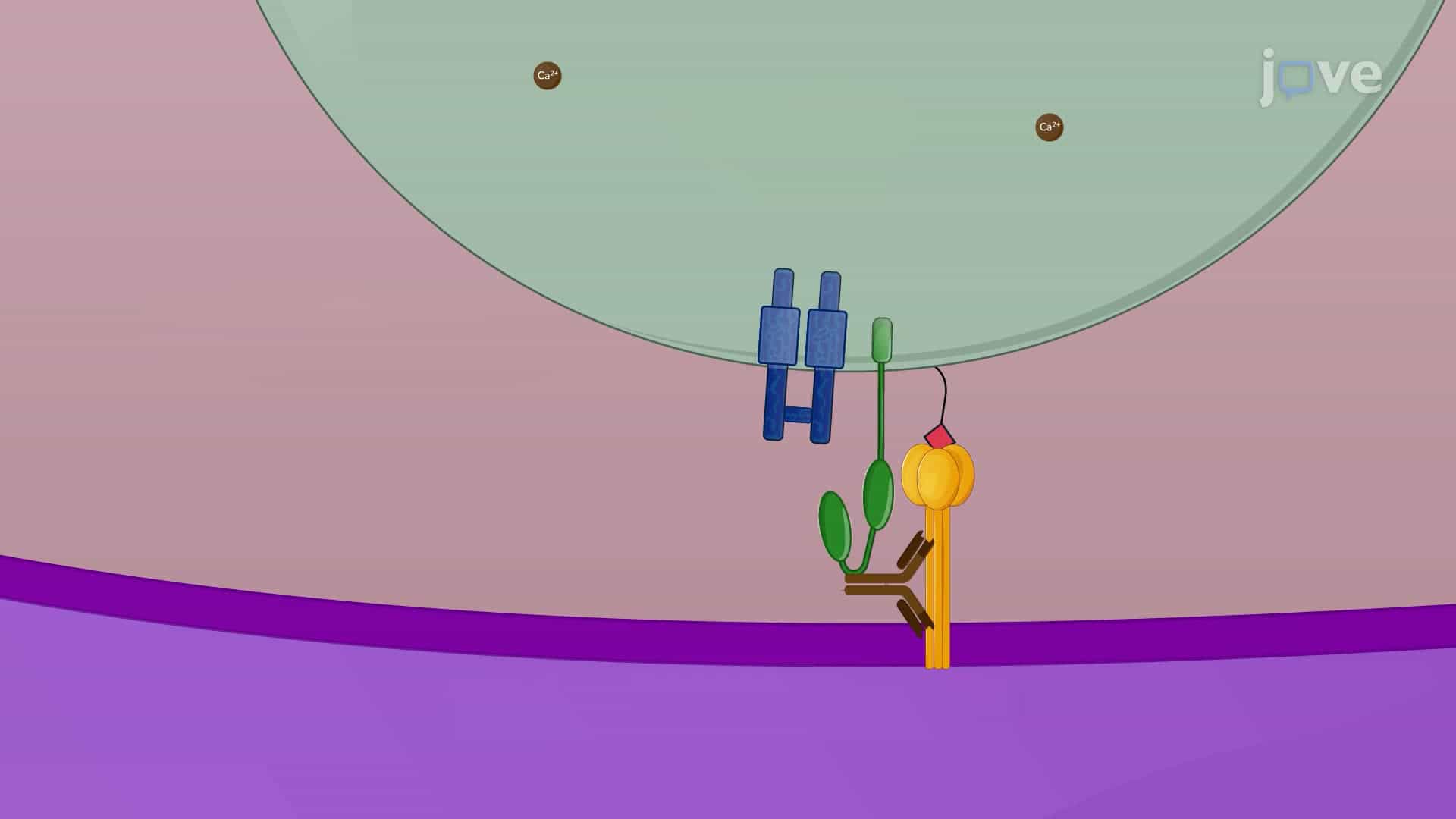 Measuring the Activation of Fc-Mediated Effector Functions by HA Antibodies