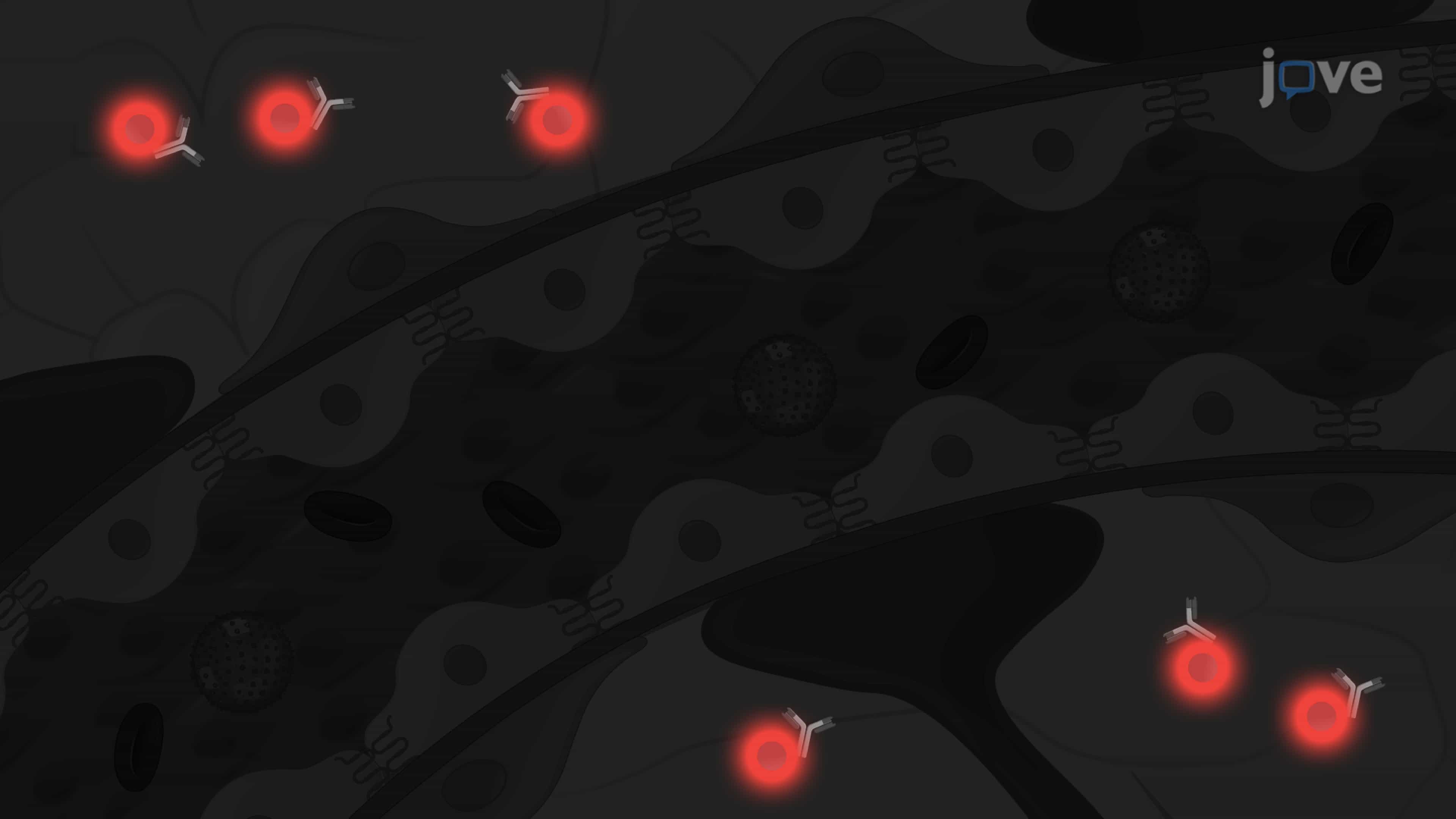 An Ultrasound-Assisted Delivery of Antibodies in a Mouse Model