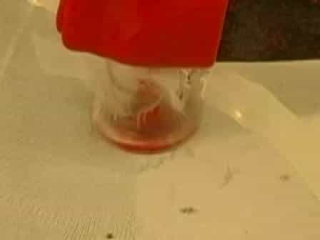 Protocol for Mosquito Rearing (A. gambiae)