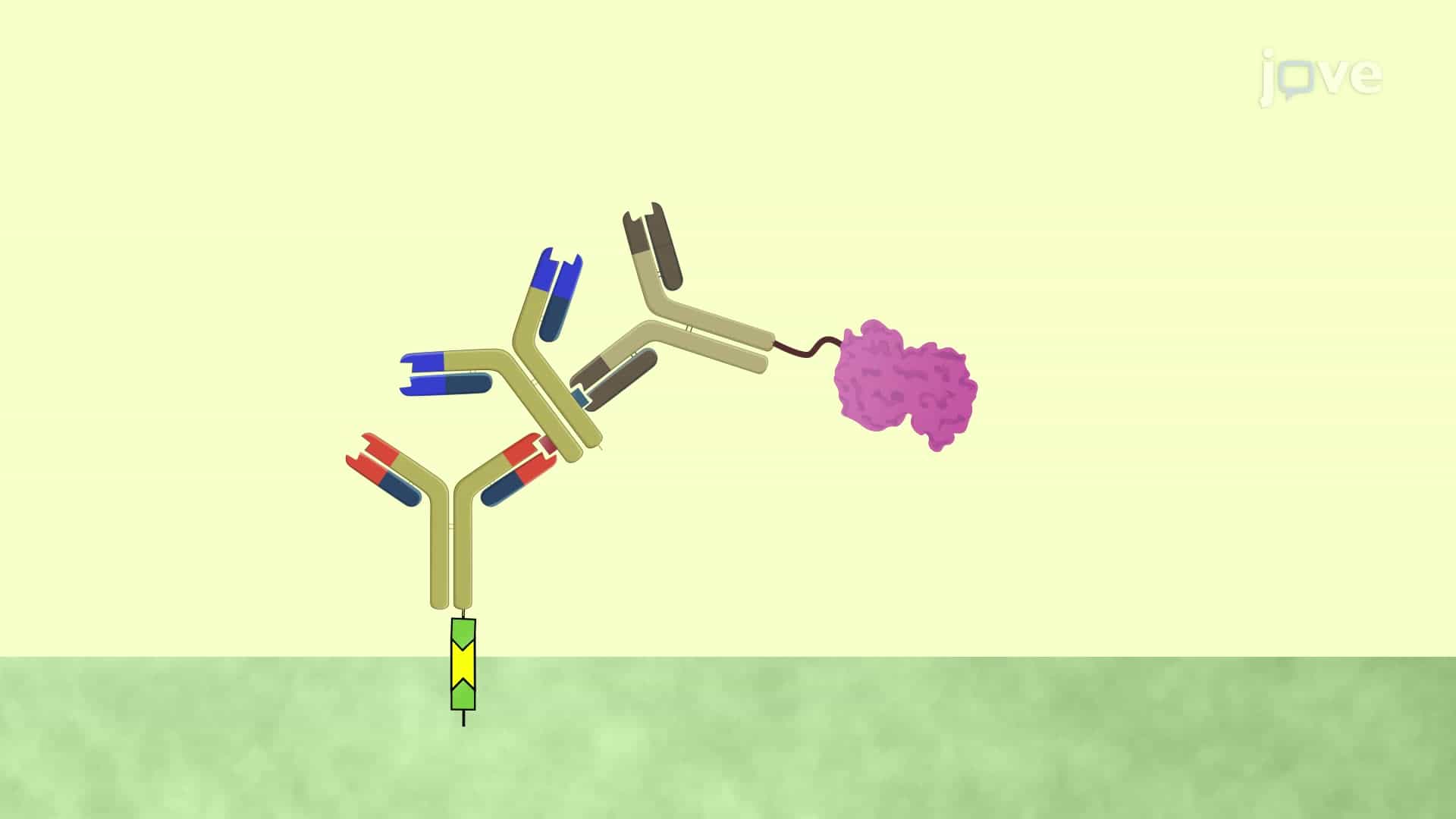 A Paper-Based Immunoassay for the Detection of Immunoglobulin G