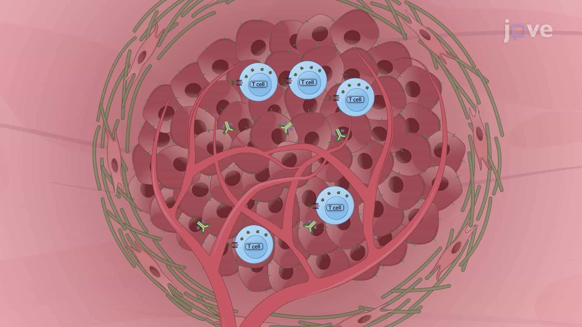 An In Vivo Technique to Track Bispecific Antibody-Induced T Cell Trafficking to Tumors