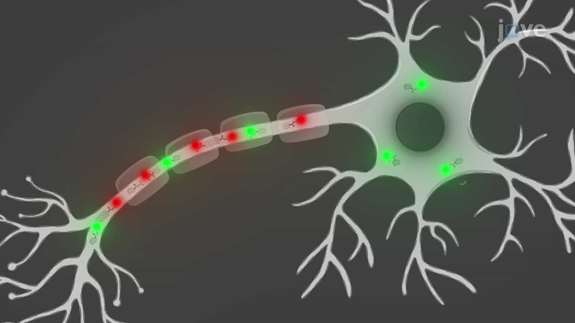 An Immunofluorescence Assay to Detect Alpha-Synuclein Aggregates in a Skin Biopsy Section