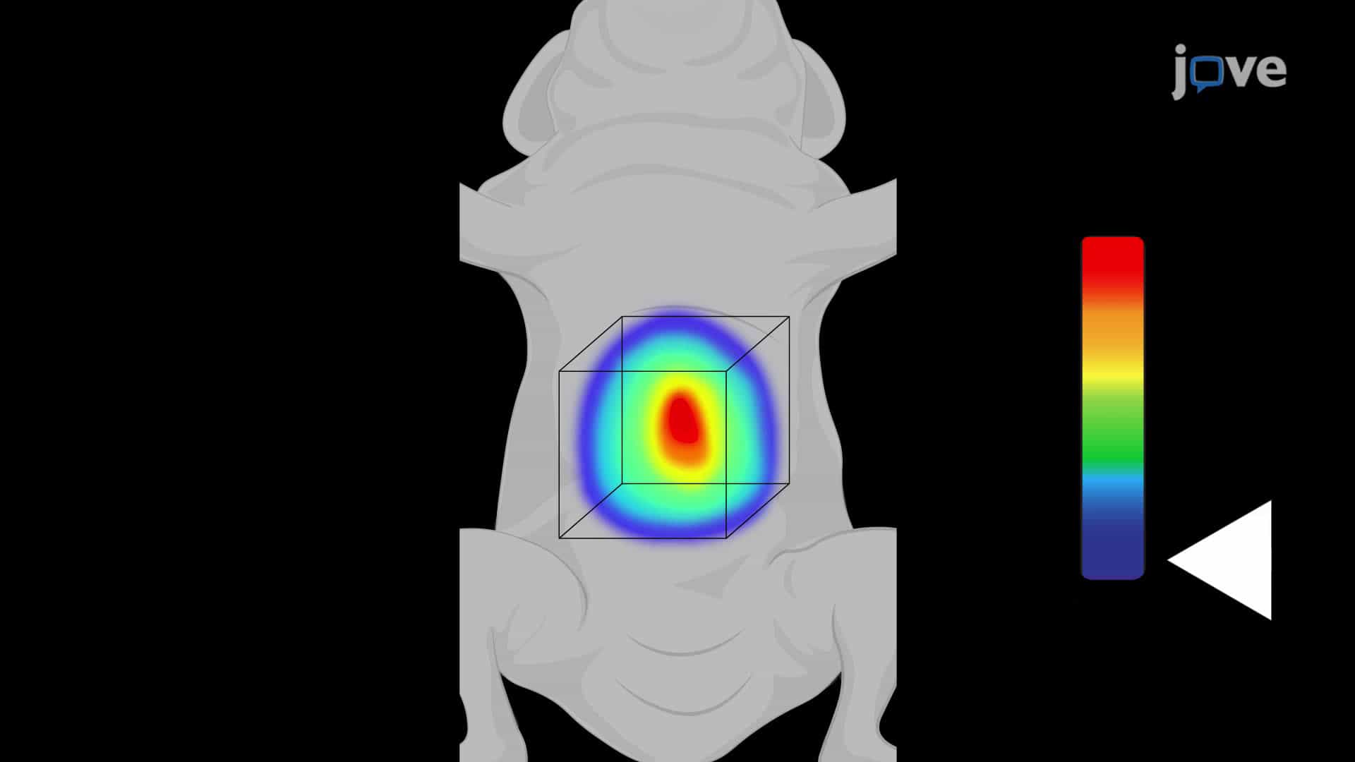 Using Fluorescence-Mediated Tomography to Assess Murine Intestinal Inflammation