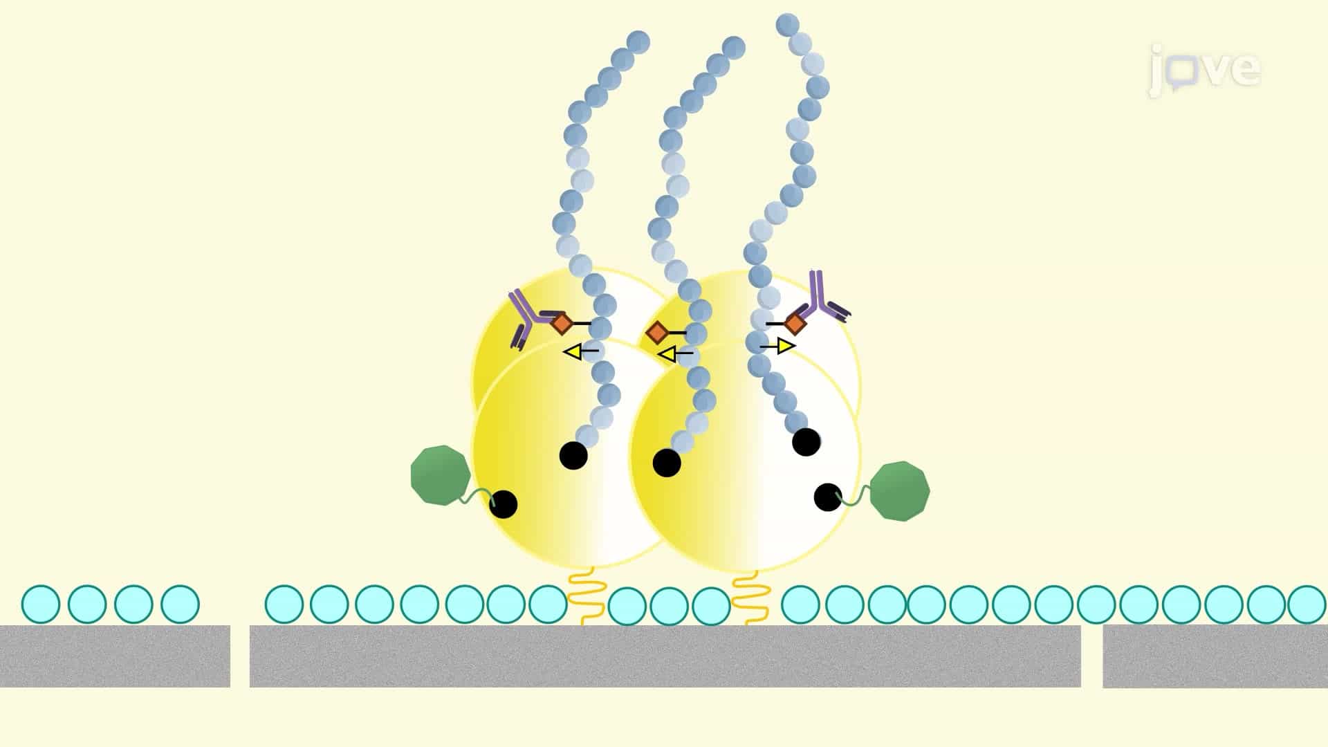 A Peptide Microarray Technology for Specificity Profiling of Antibodies