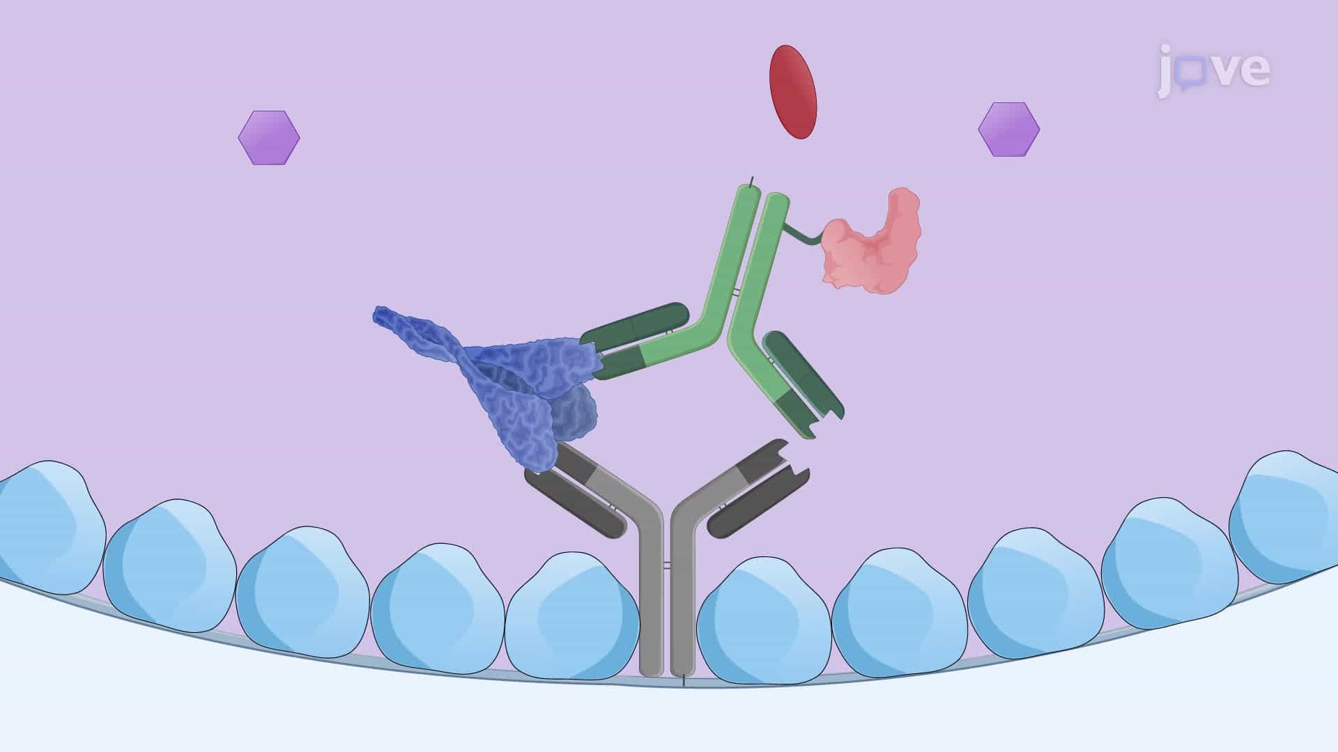 Using a Sandwich ELISA to Determine the Immunogenic Glycoprotein Content in a Vaccine