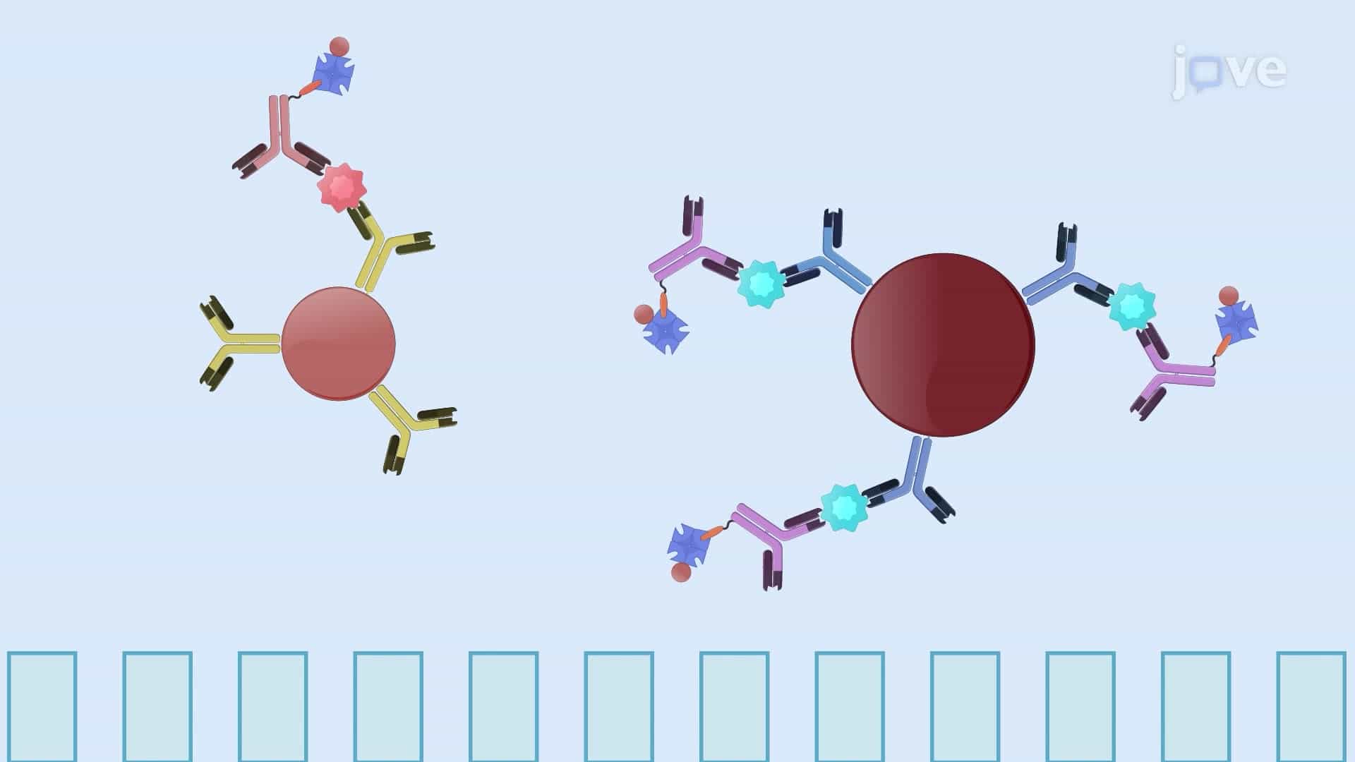 A Multiplex Bead-Based Immunoassay to Quantify Multiple Cytokine Targets