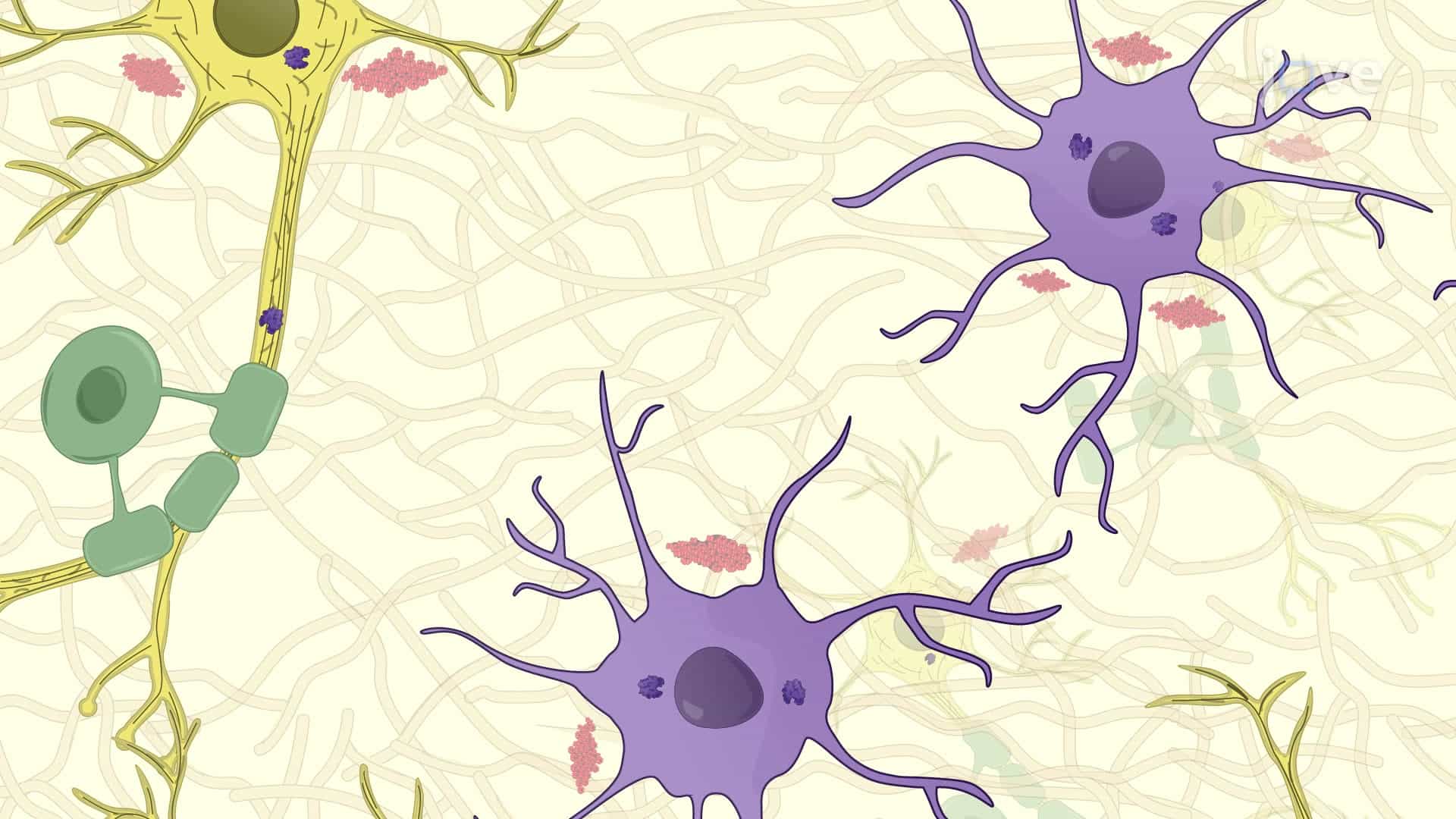 Detecting Abnormal Prion Proteins in Brain Tissue Using Immunohistochemistry