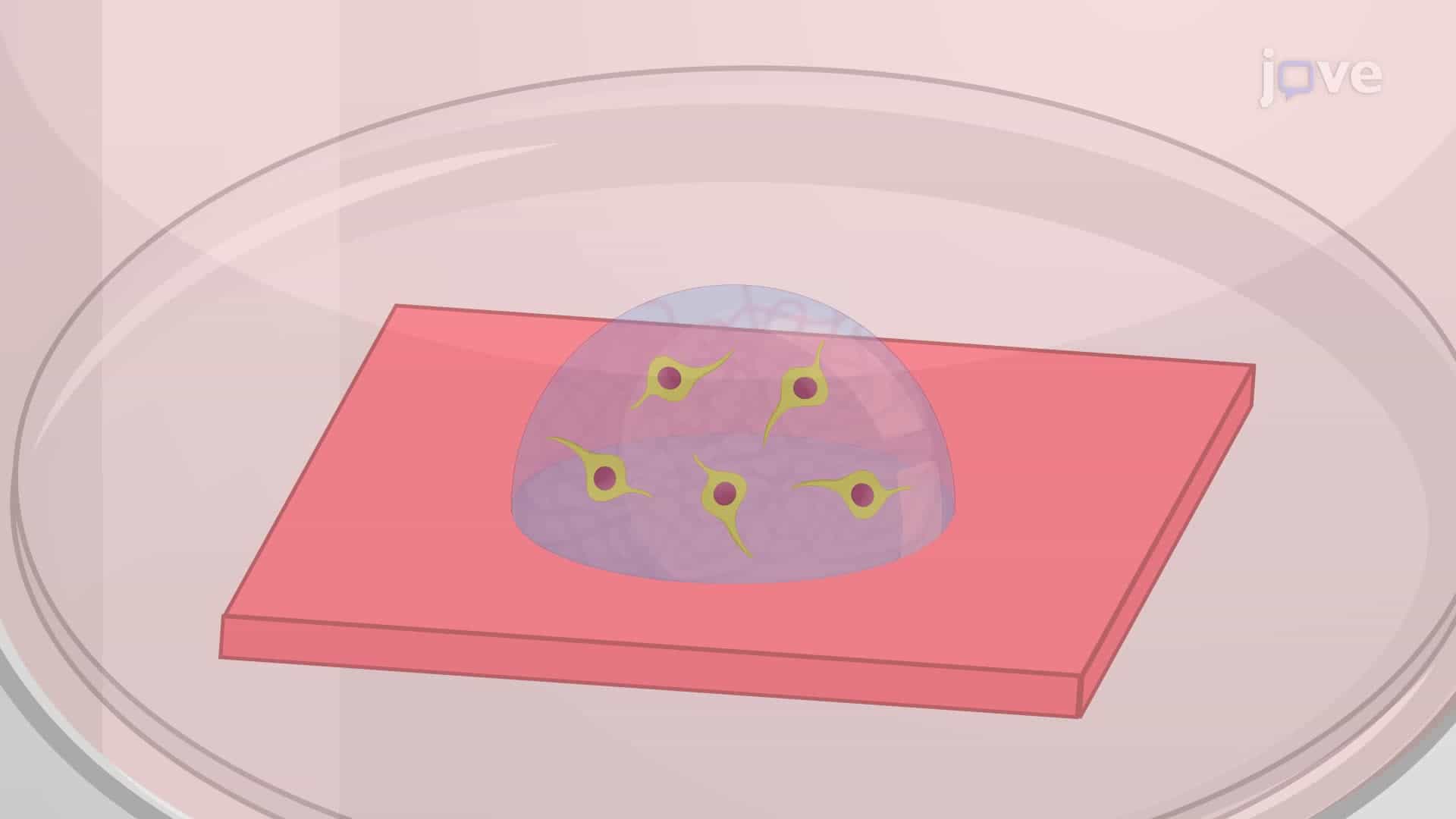 Immunostaining of Cells Encapsulated in a 3D Hydrogel System