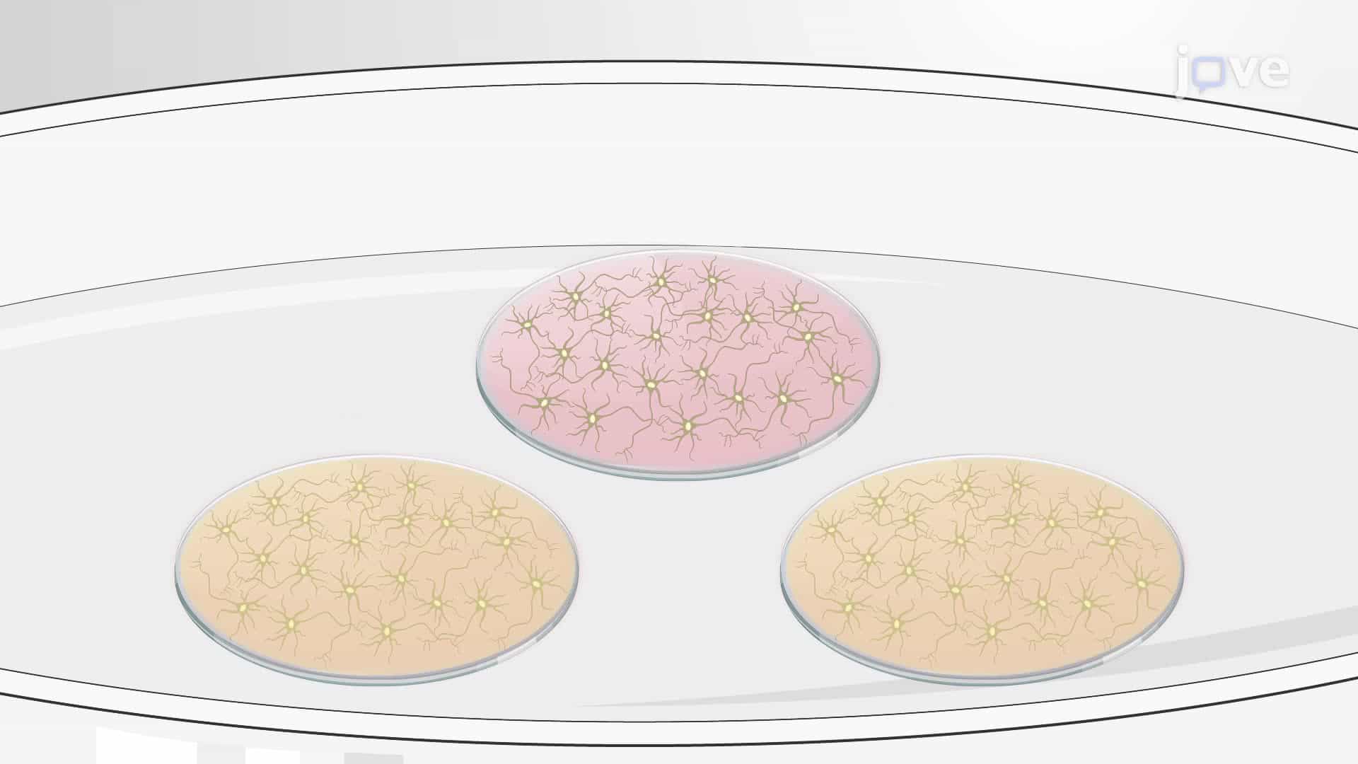 An In Vitro Technique to Study Glutamate Receptor Trafficking in Hippocampal Neurons