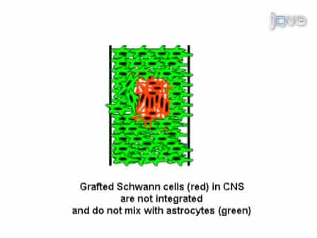 Analysis of Schwann-astrocyte Interactions Using In Vitro Assays