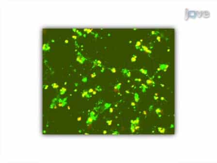 Primary Cell Cultures from Drosophila Gastrula Embryos