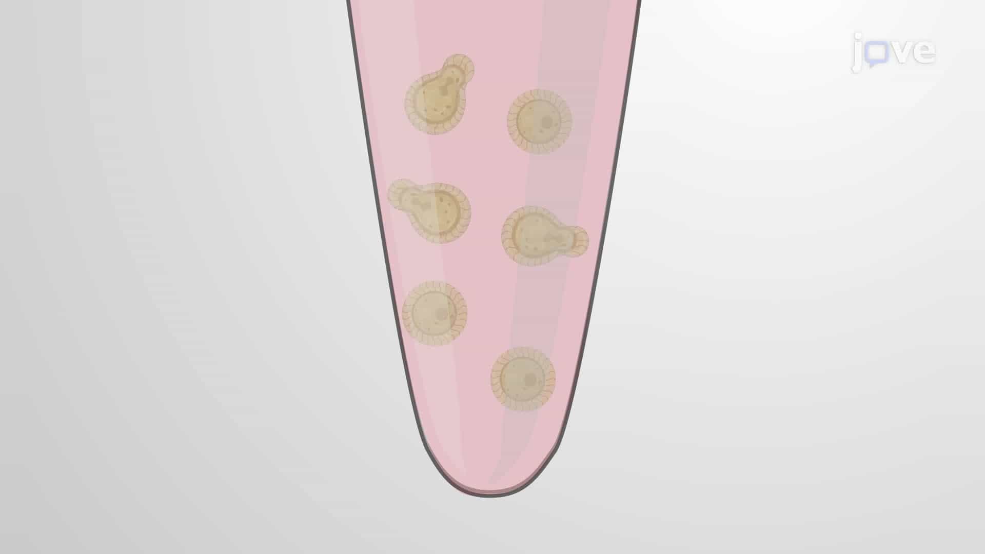 The Effect of Aspirin and Ibuprofen on the Phagocytic Ability of Macrophages