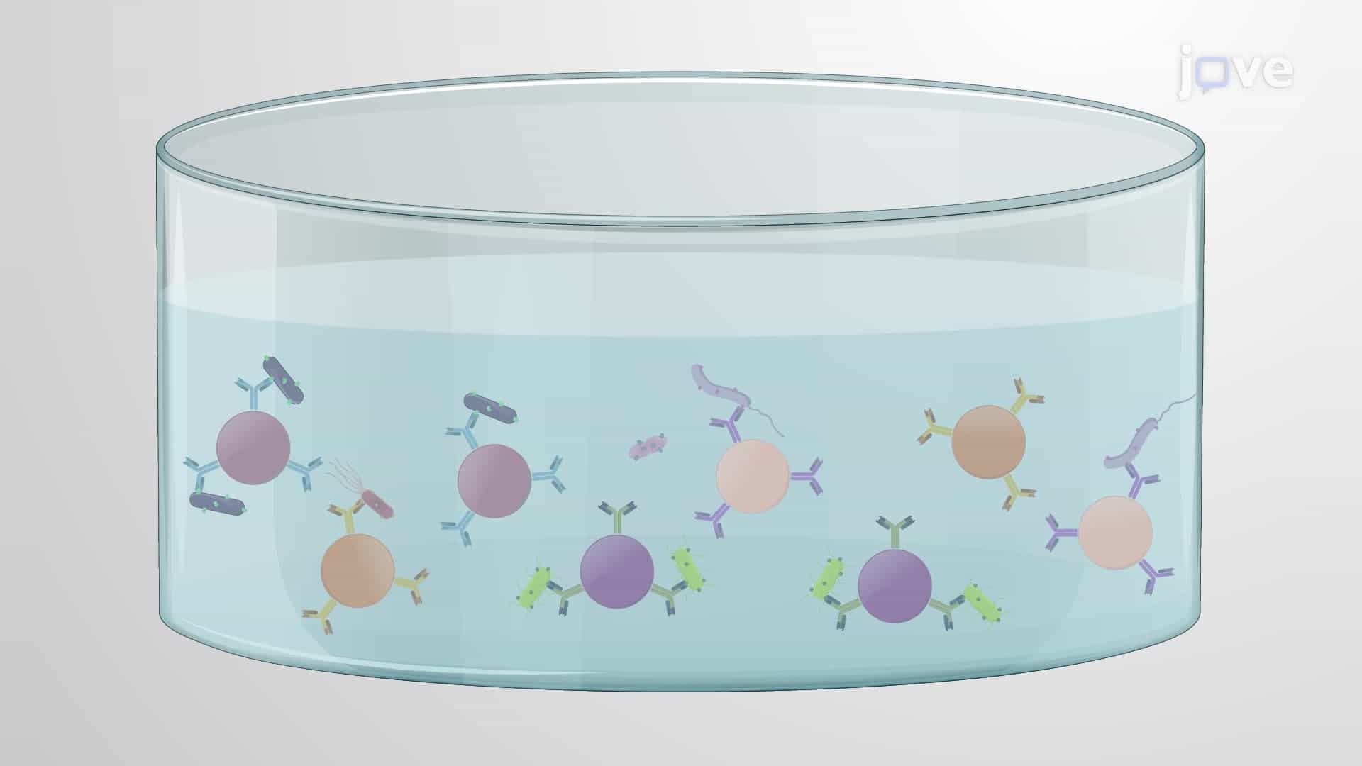 Multiplexed Quantitative Bacterial Detection using Dye-Labeled Magnetic Microspheres