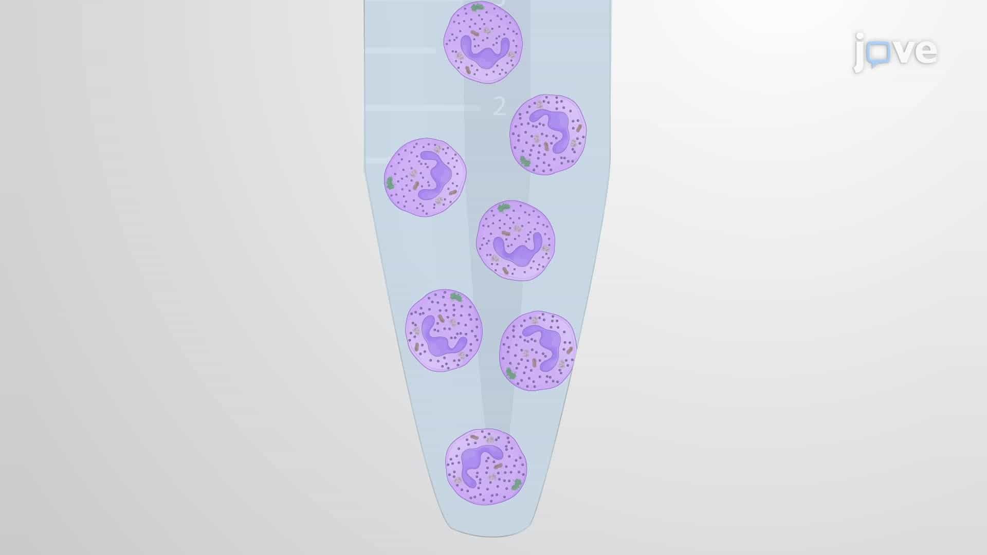 Isolation and Digestion of Neutrophil Proteins