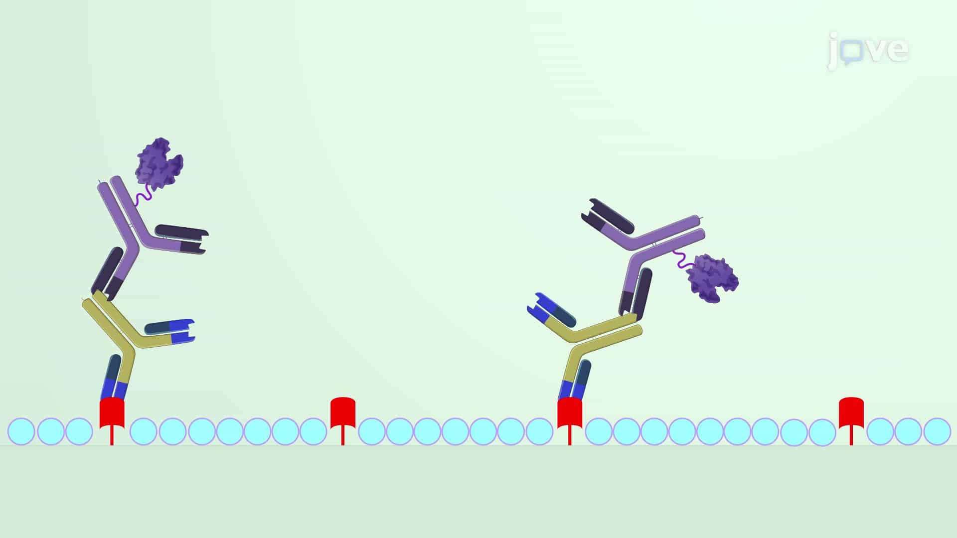 Measuring Immunoglobulin G Levels Against a Test Vaccine in a Mouse Serum