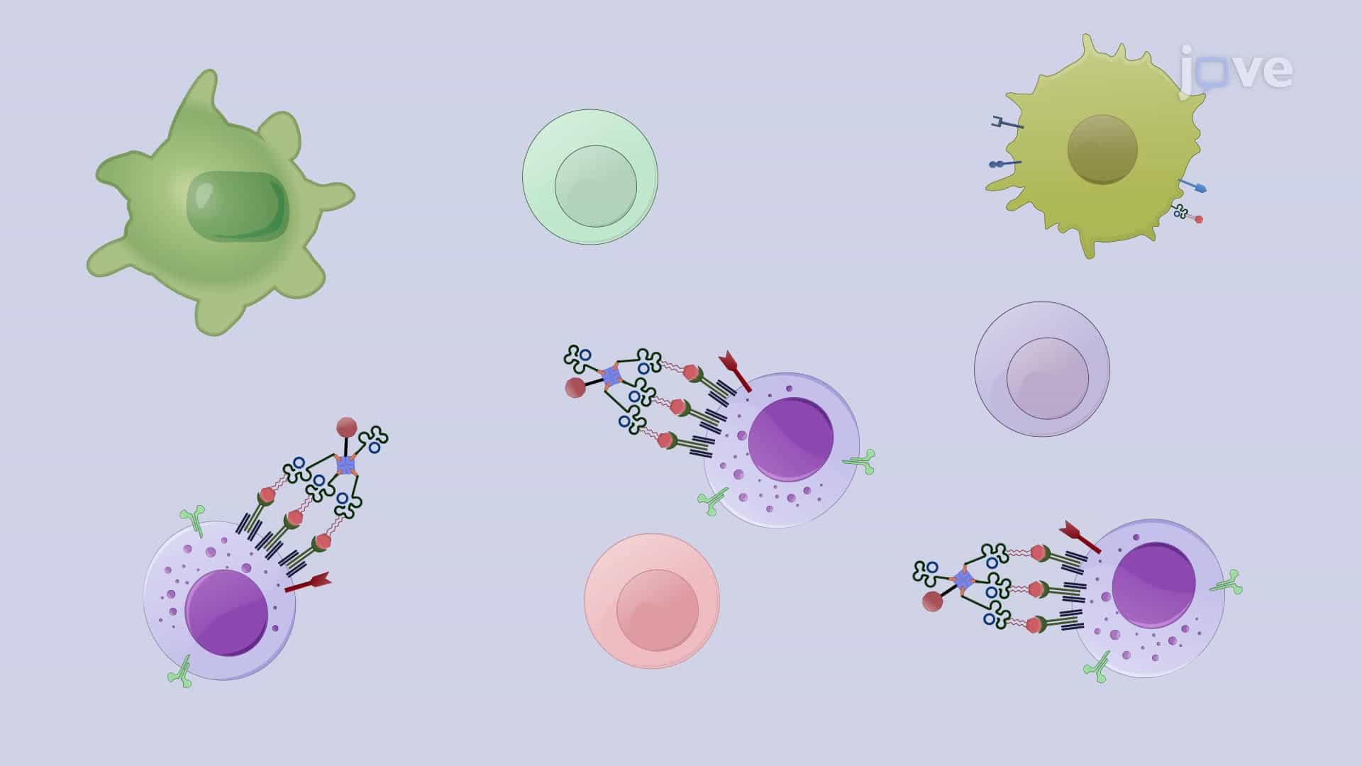 Isolating Invariant Natural Killer T Cells from a Mouse Model