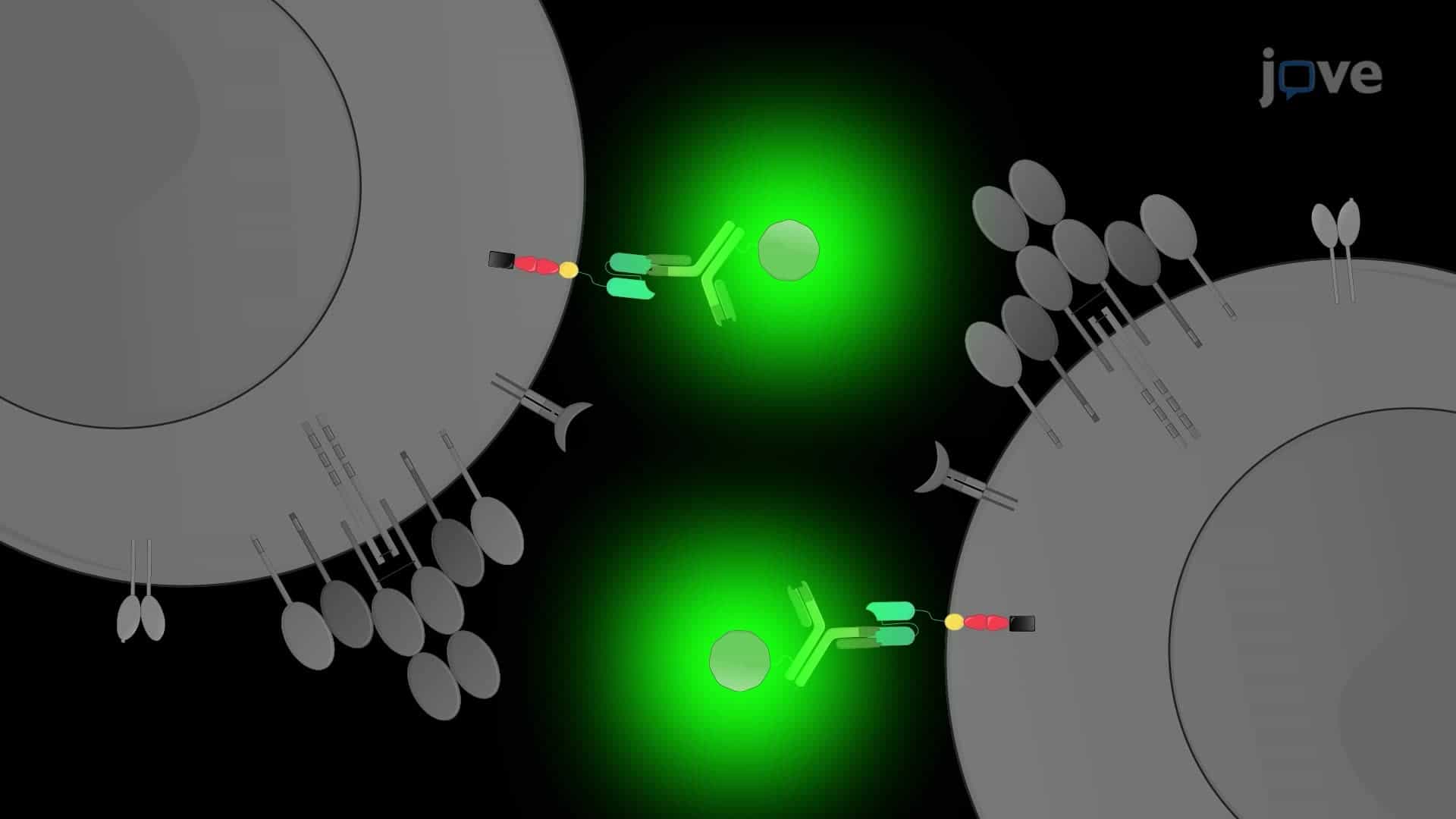 An Ex Vivo Technique to Manufacture Chimeric Antigen Receptor T Cells