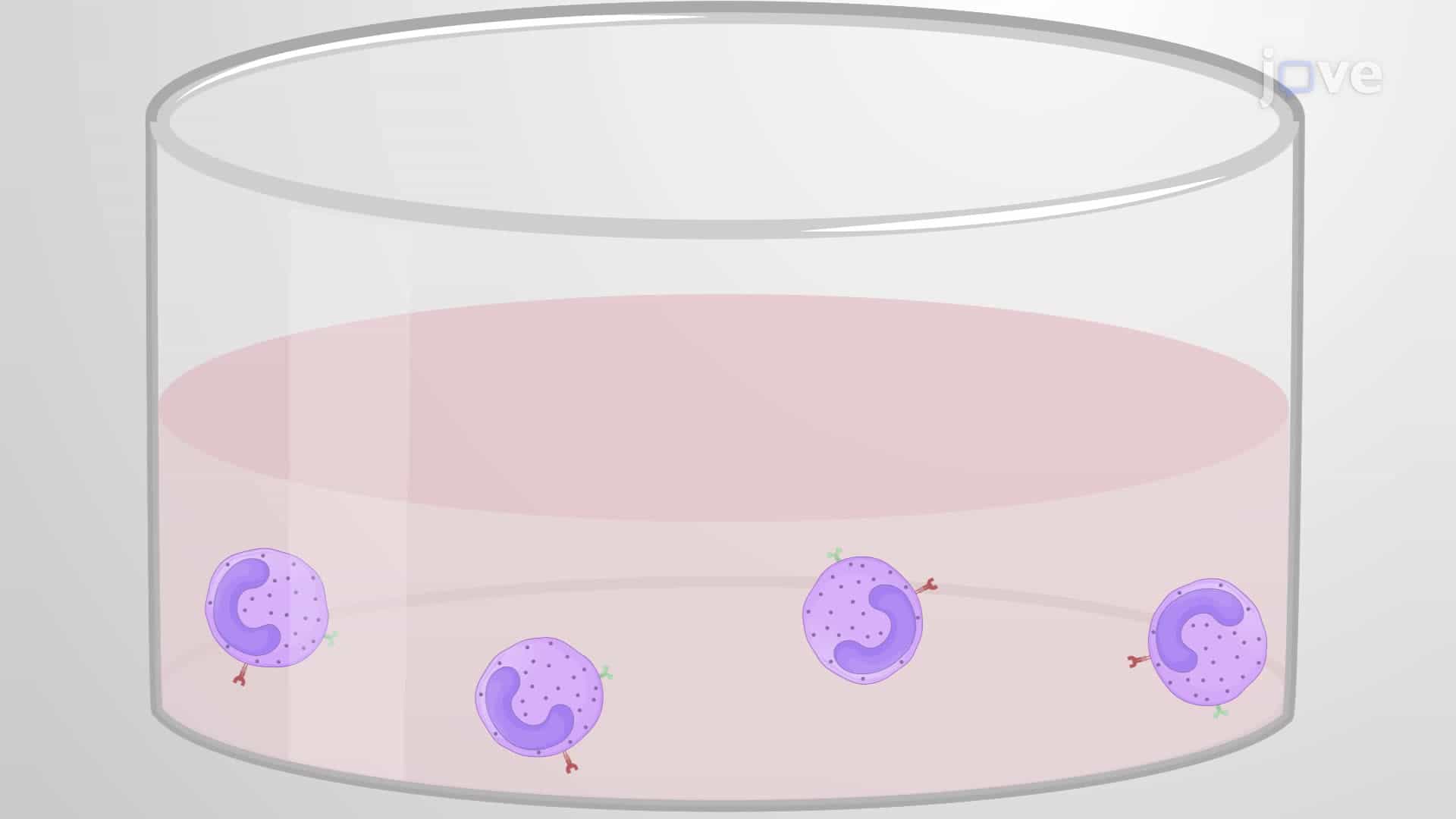 Enhancing Viral Transduction in Natural Killer Cells Using a Cationic Polymer