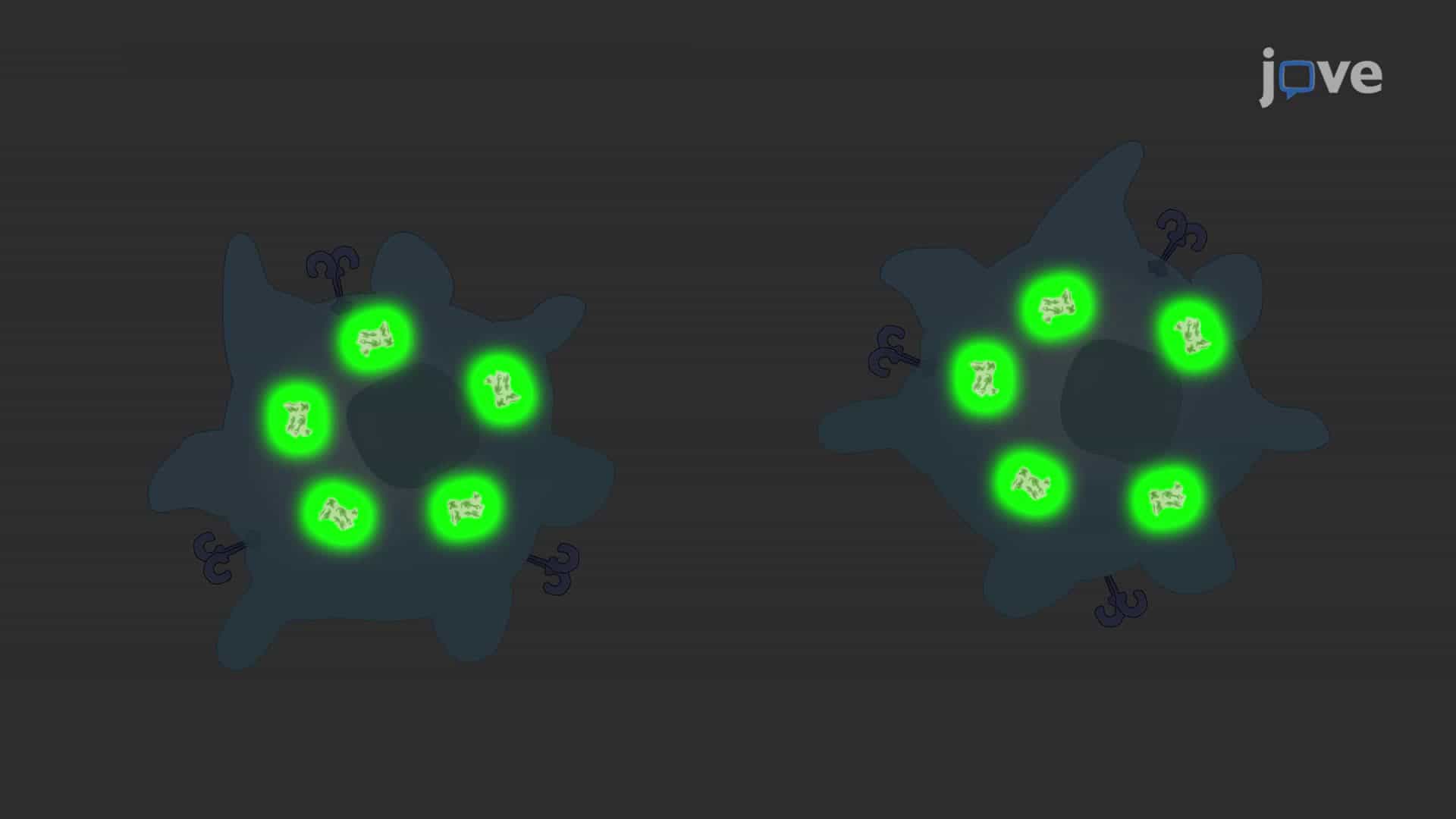 Transfecting Primary Macrophages with Modified mRNA