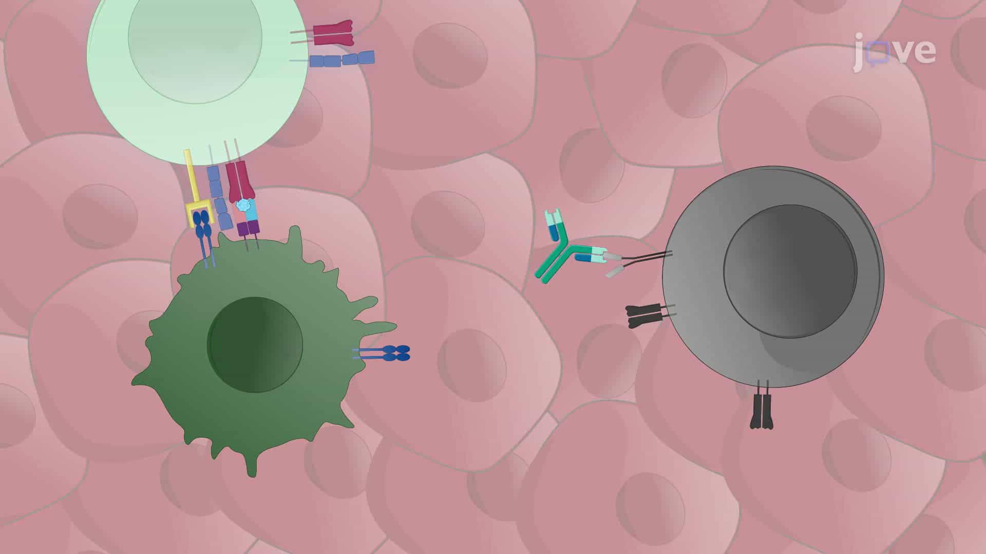 An Adjuvant Therapy in a Mouse Model with an Incompletely Resected Subcutaneous Tumor
