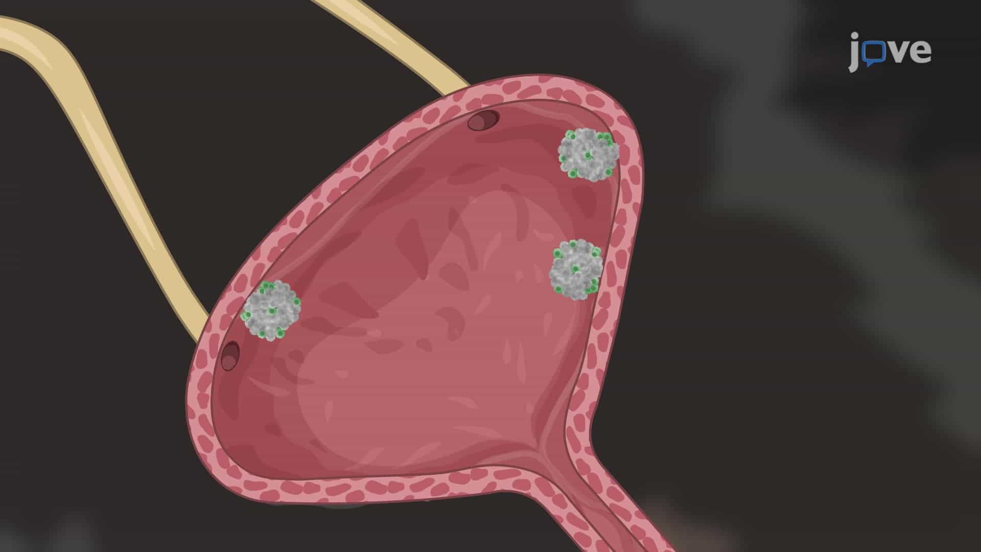 Evaluating the Anti-Tumor Efficacy of a Bacterial Immunomodulatory Protein in a Murine Model