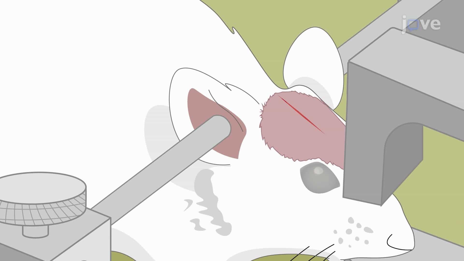 Delivering Effector T Lymphocytes into Mice Carrying Human Brain Tumors