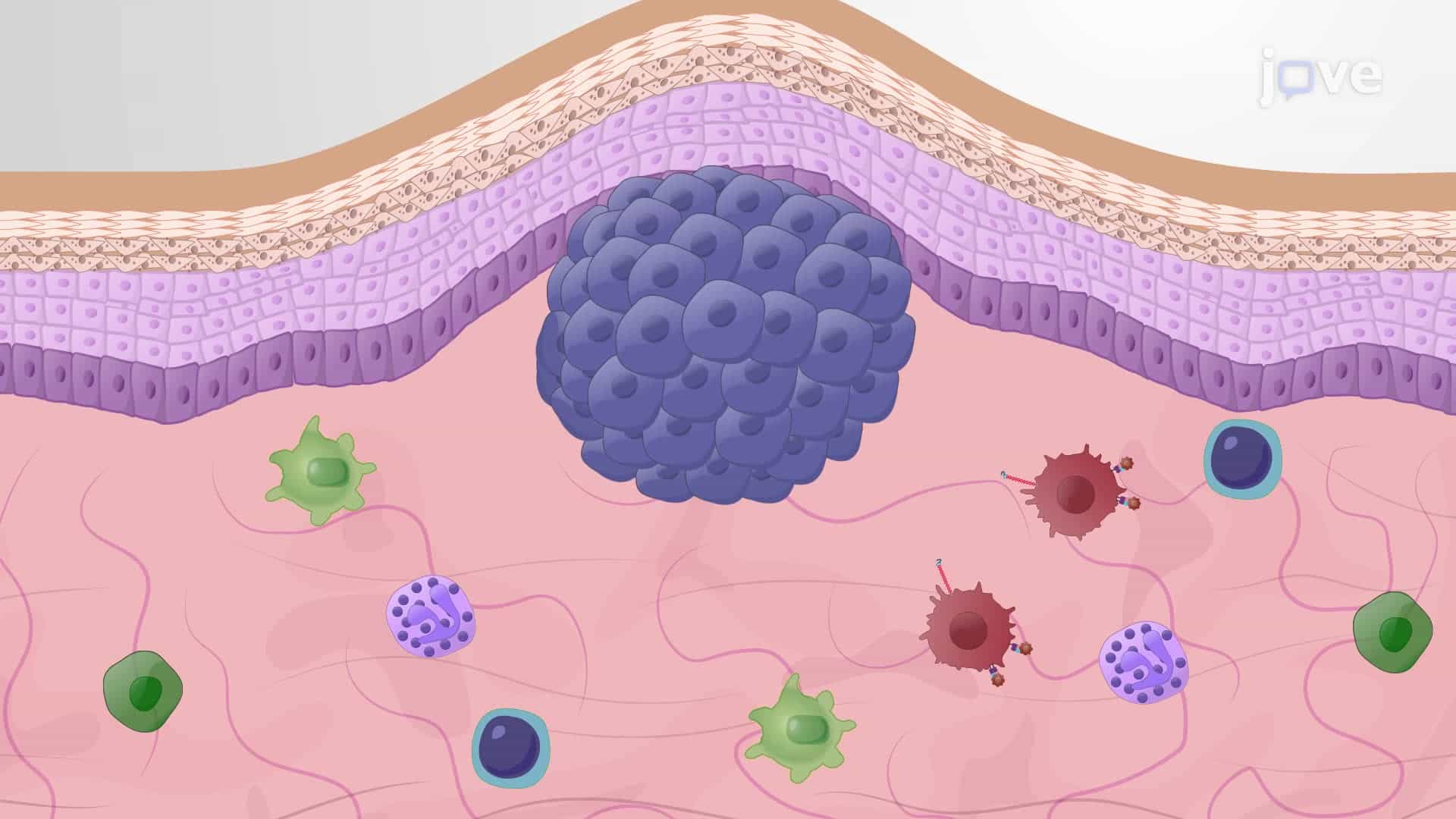 Tumor Implantation and Injection of a Tumor Vaccine in a Mouse Model