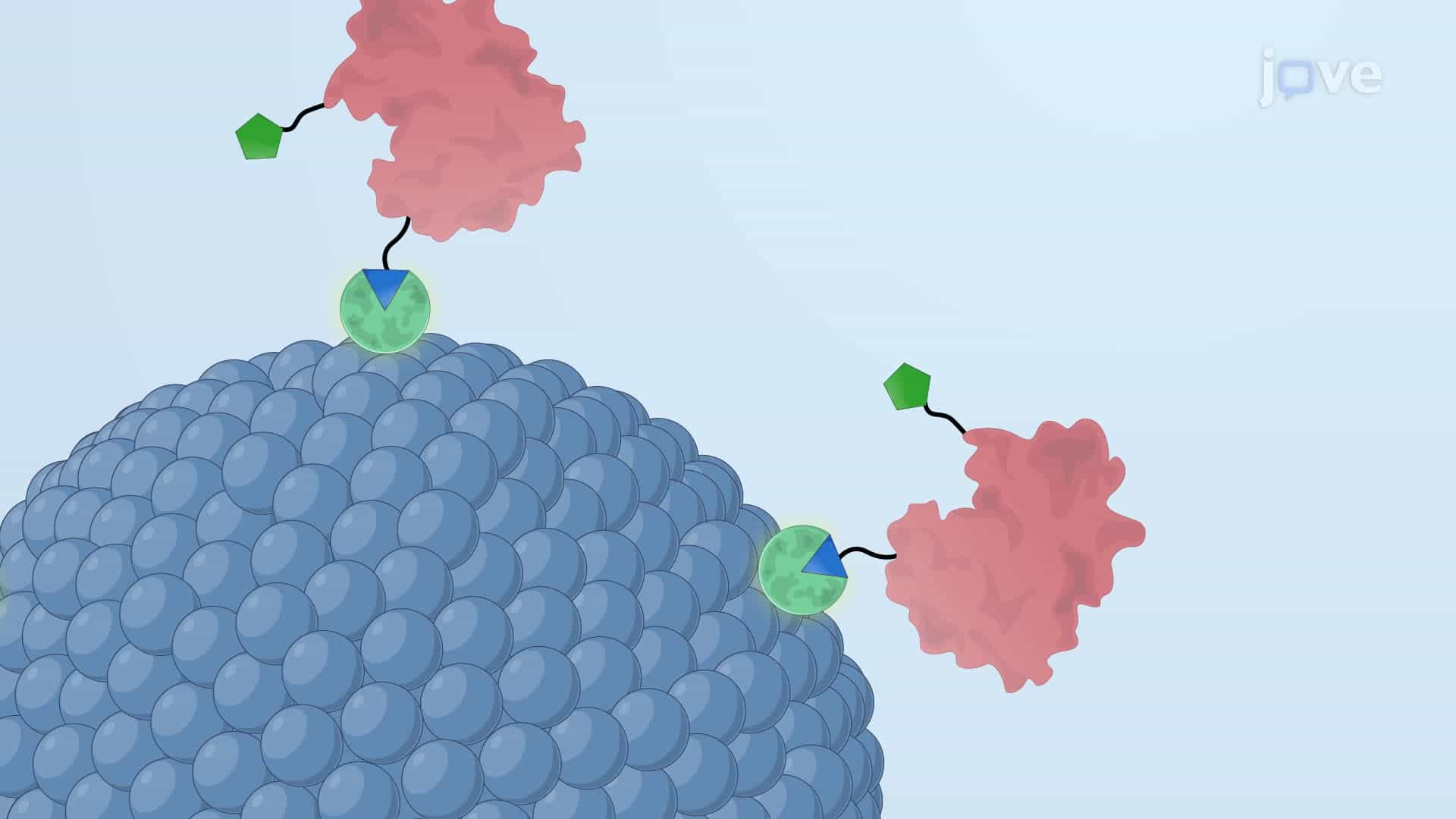 Generating a Multivalent-Displaying Outer Membrane Vesicle Vaccine