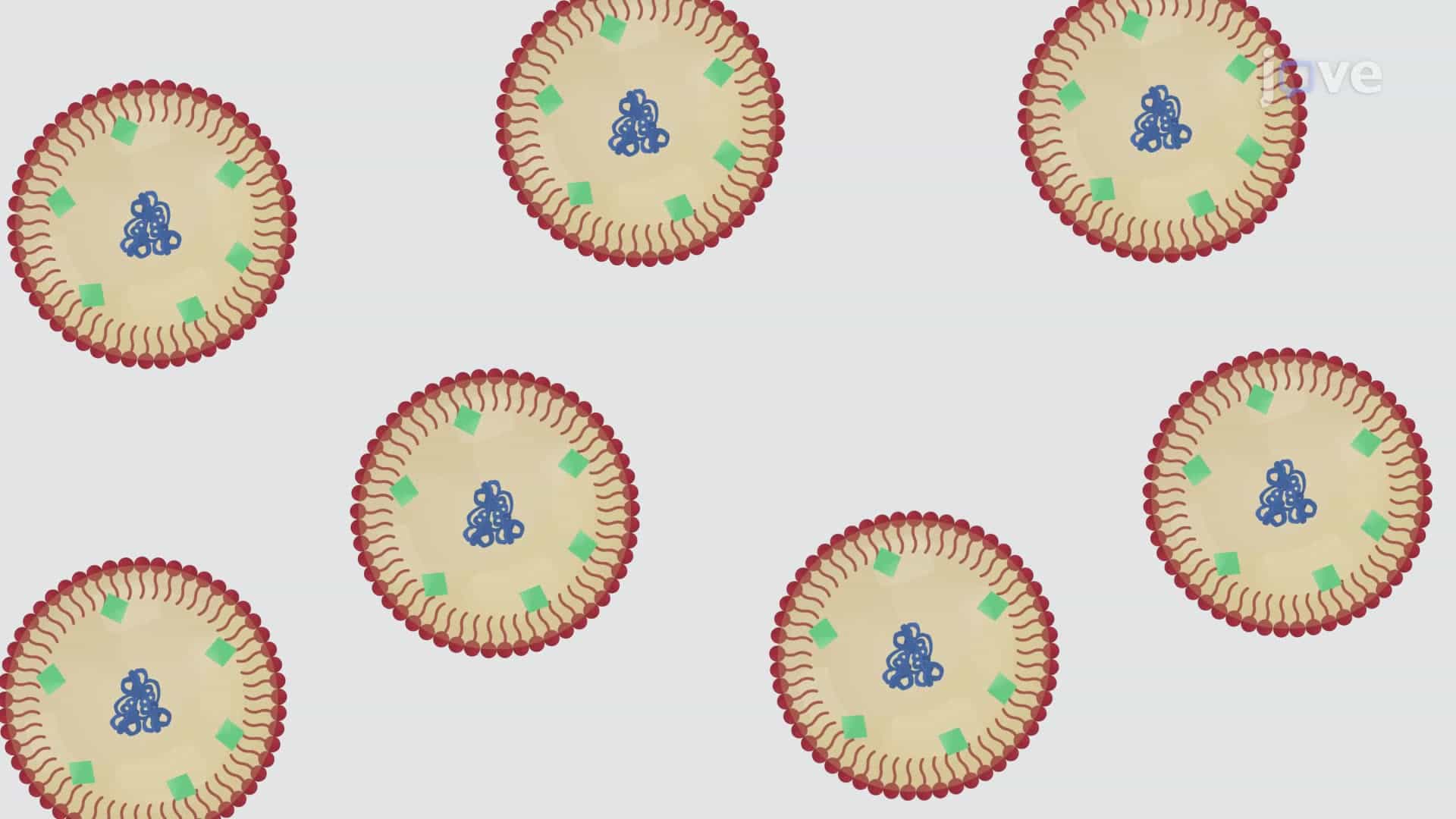 Preparation of a Nanoemulsion Adjuvant Vaccine