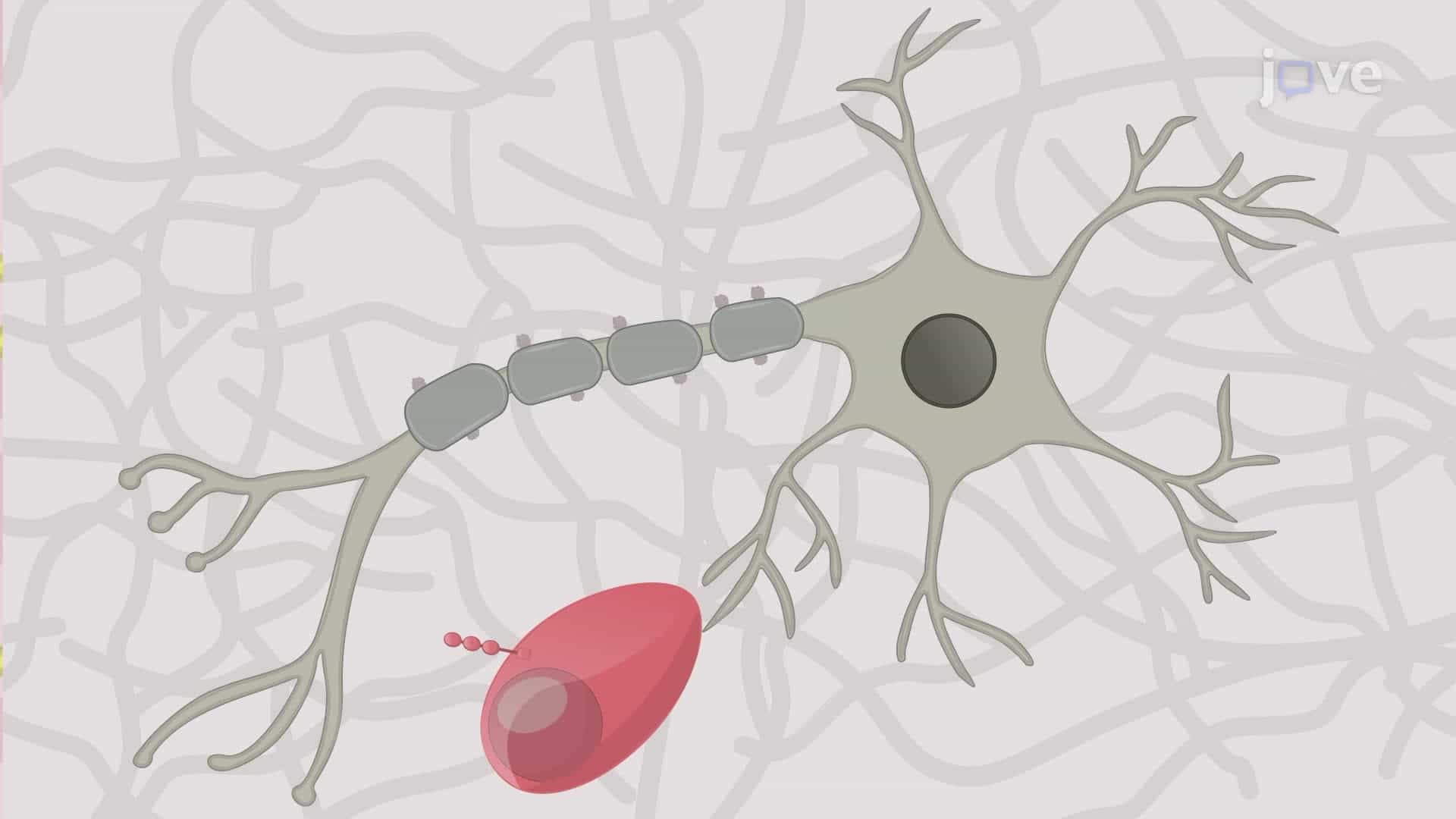 Generating the Widespread Cerebral Cortical Demyelination in a Rat Model