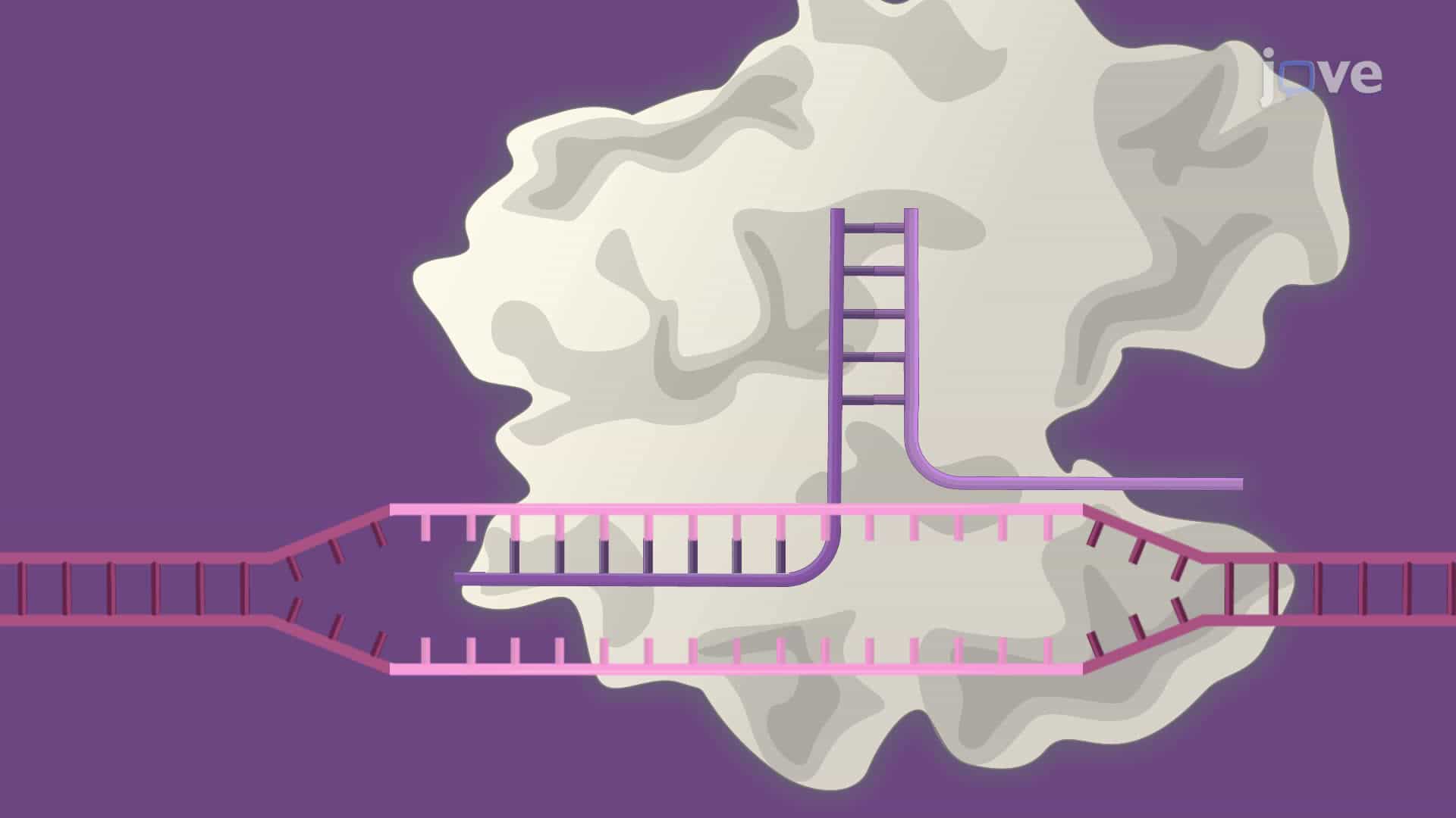 A Technique for Gene Editing in Natural Killer Cells Using CRISPR Cas9