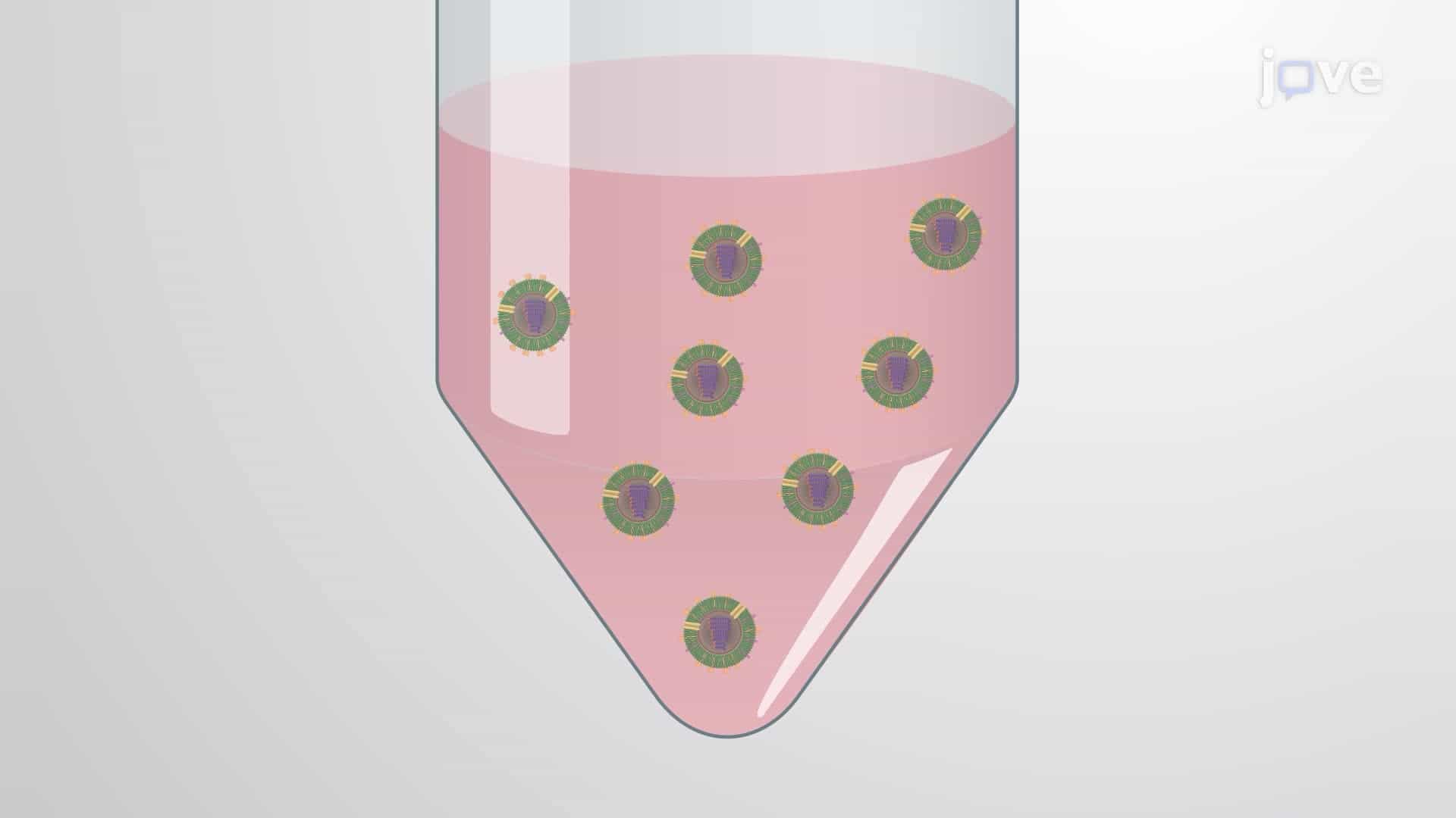 Generating Recombinant Live-Attenuated Influenza Viruses for Vaccines