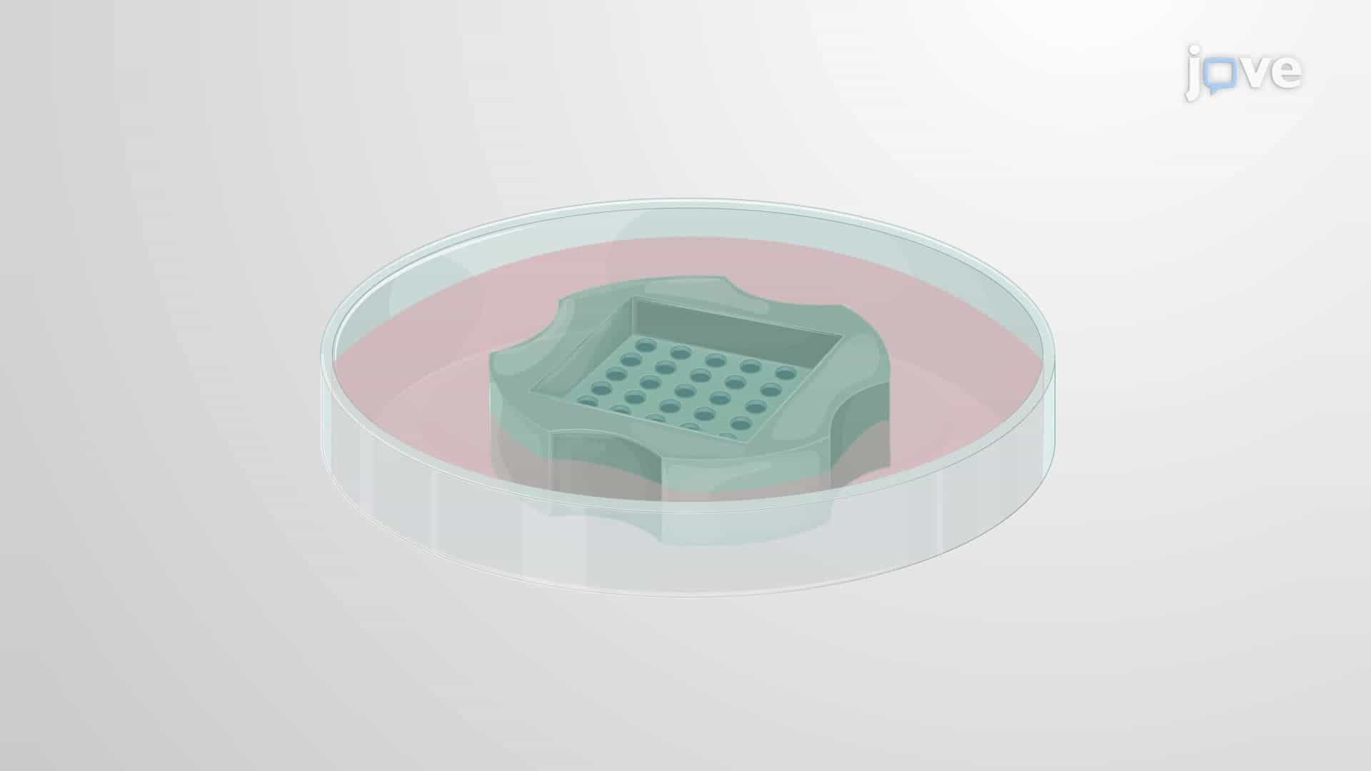 A Three-Dimensional Co-culture Model of Infiltrating T Cells in Tumor Spheroids