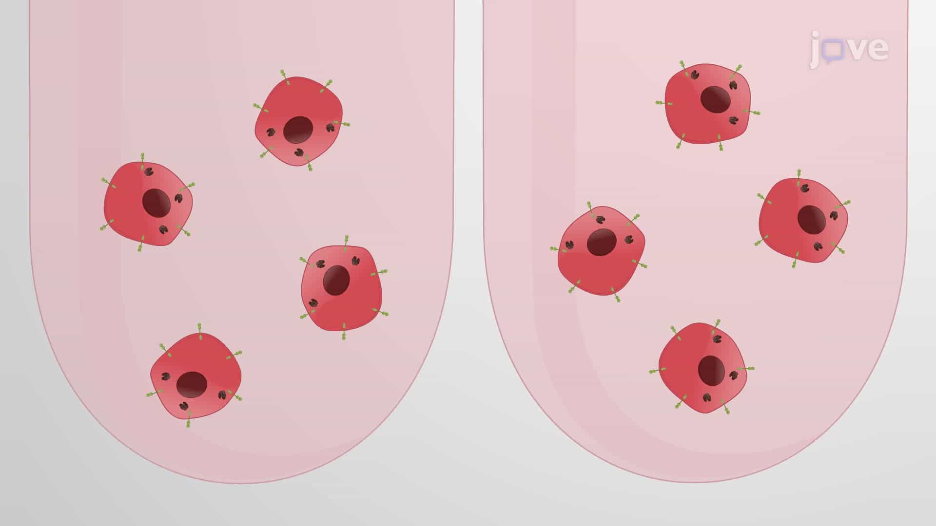 An In Vitro Assay to Evaluate the Anti-Tumor Activity of Tumor-Specific CAR T Cells
