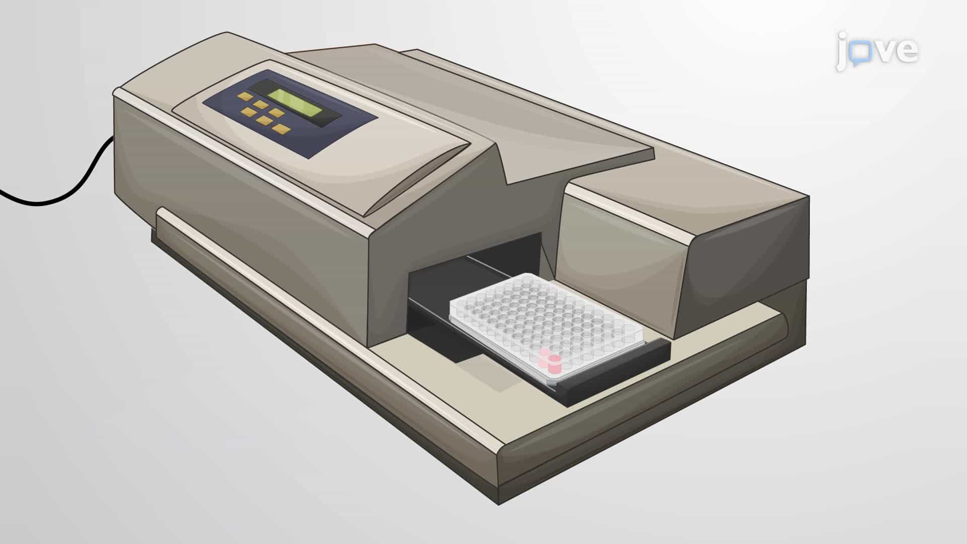 An In Vitro Assay for Evaluating Natural Killer Cell Cytotoxicity against Cancer Cells