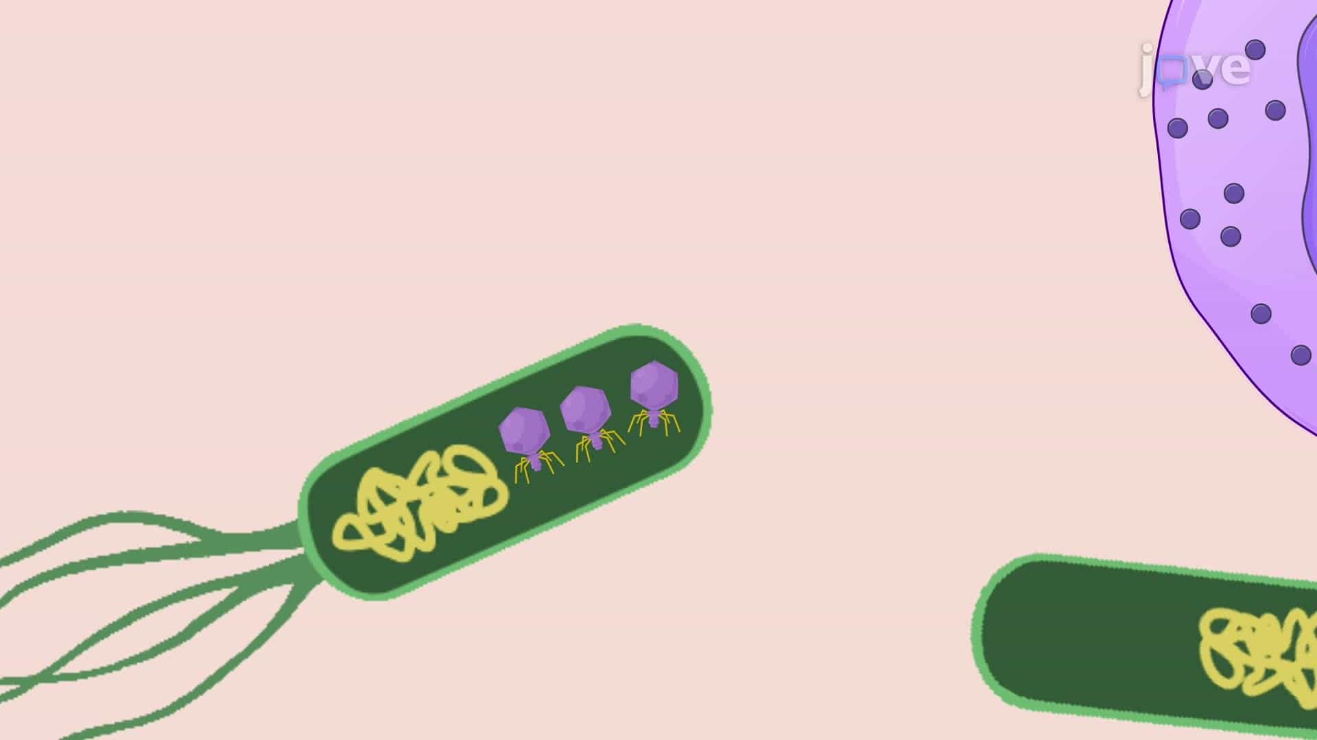 A Phage Therapy against Pseudomonas aeruginosa Infection in Zebrafish Embryos