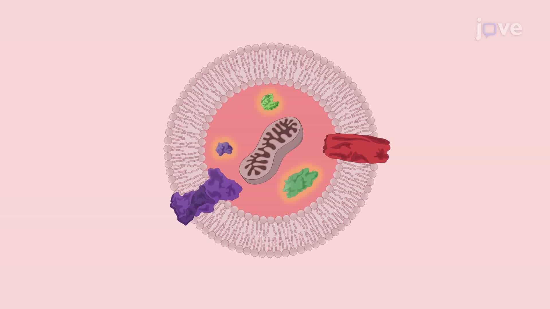 Generating Plasma Membrane Vesicles from Bone Marrow Stem Cells