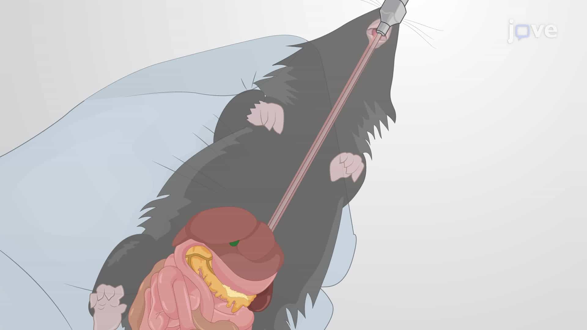 Oral Delivery of Transformed Yeast Cells into the Mouse Intestinal Immune System