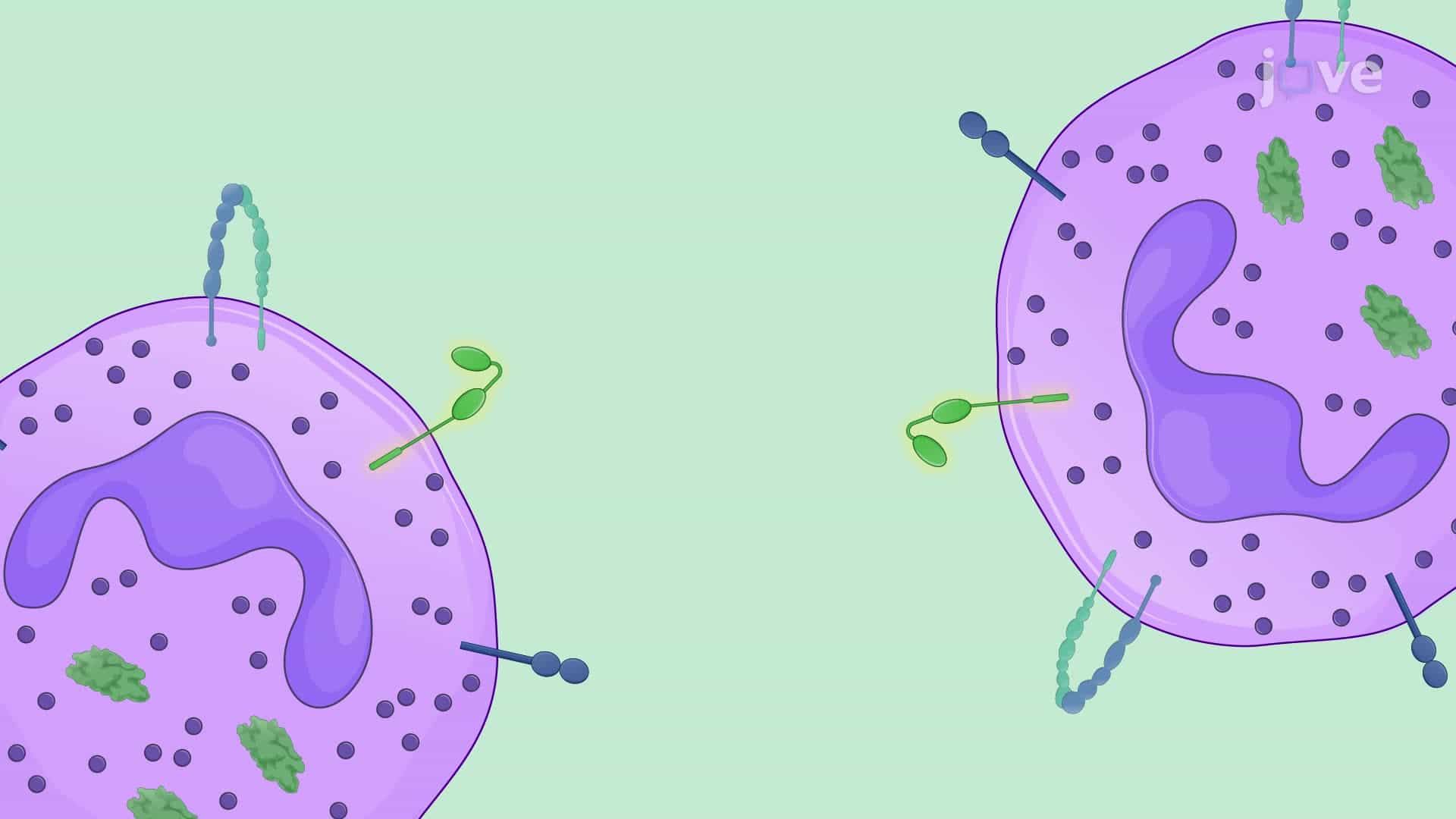 Generating Anti-Angiogenic Tumor-Associated Neutrophils