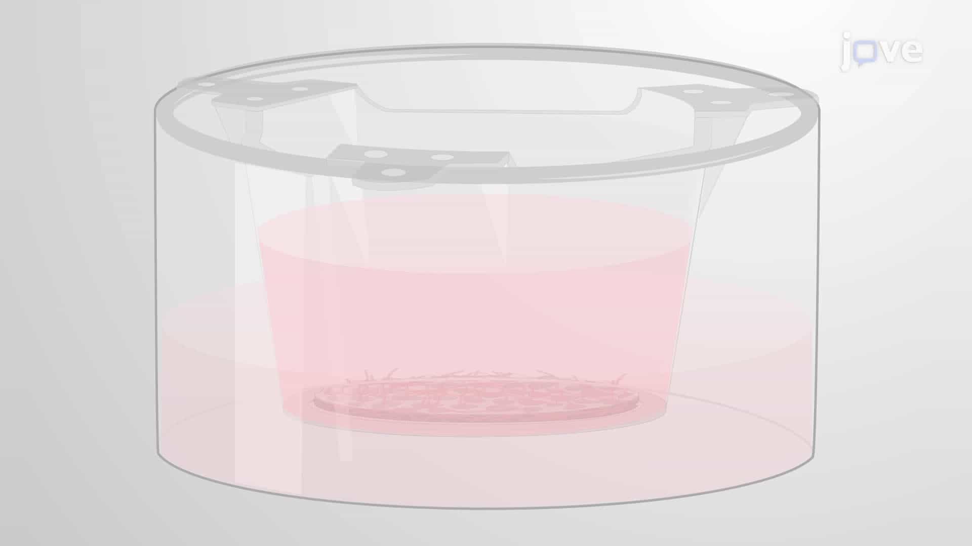 Differentiating Human Neuronal Stem Cells into 3D Culture Using a Porous Scaffold