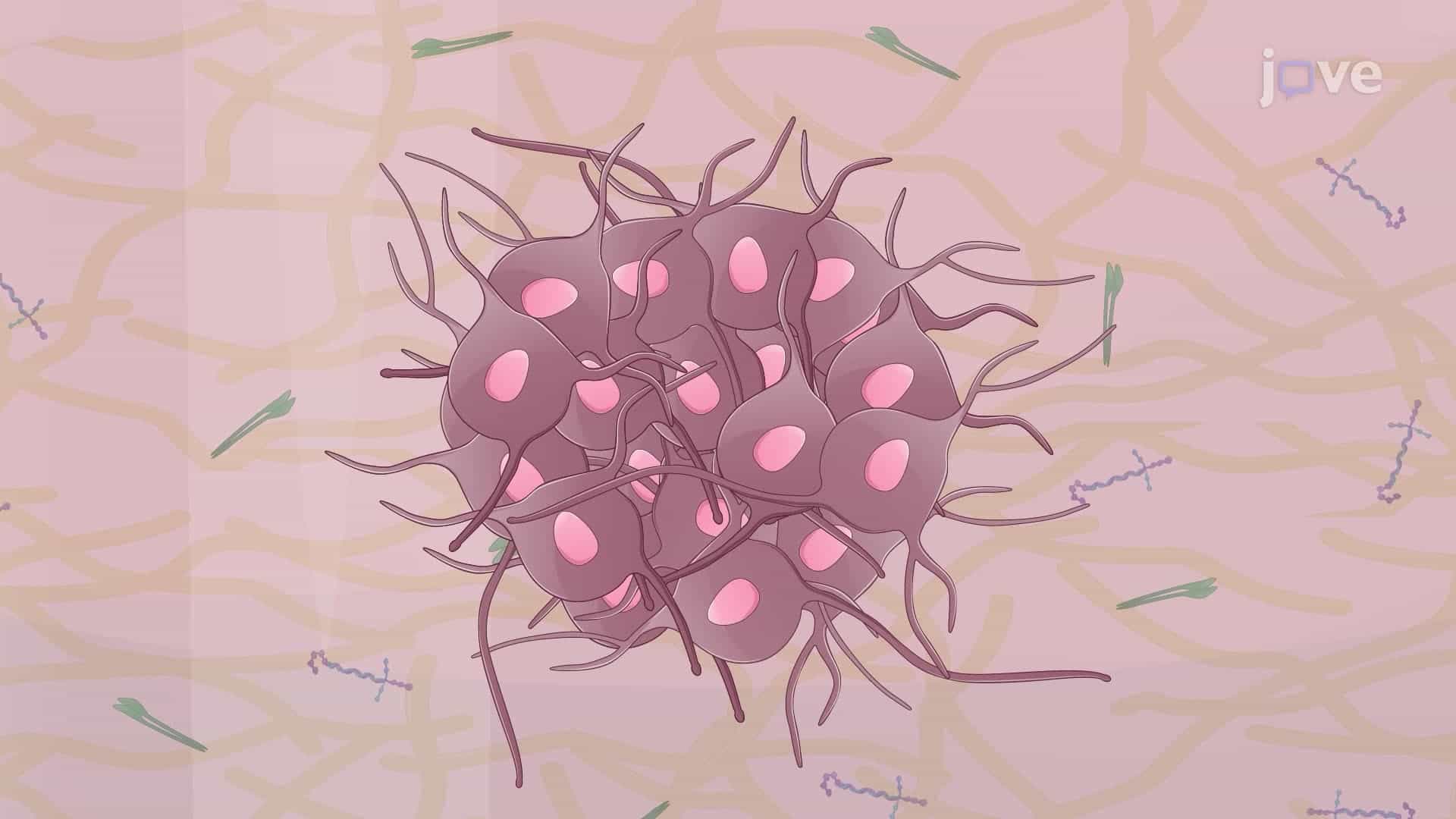 Generating Postganglionic Sympathetic Neurons from Human Pluripotent Stem Cells